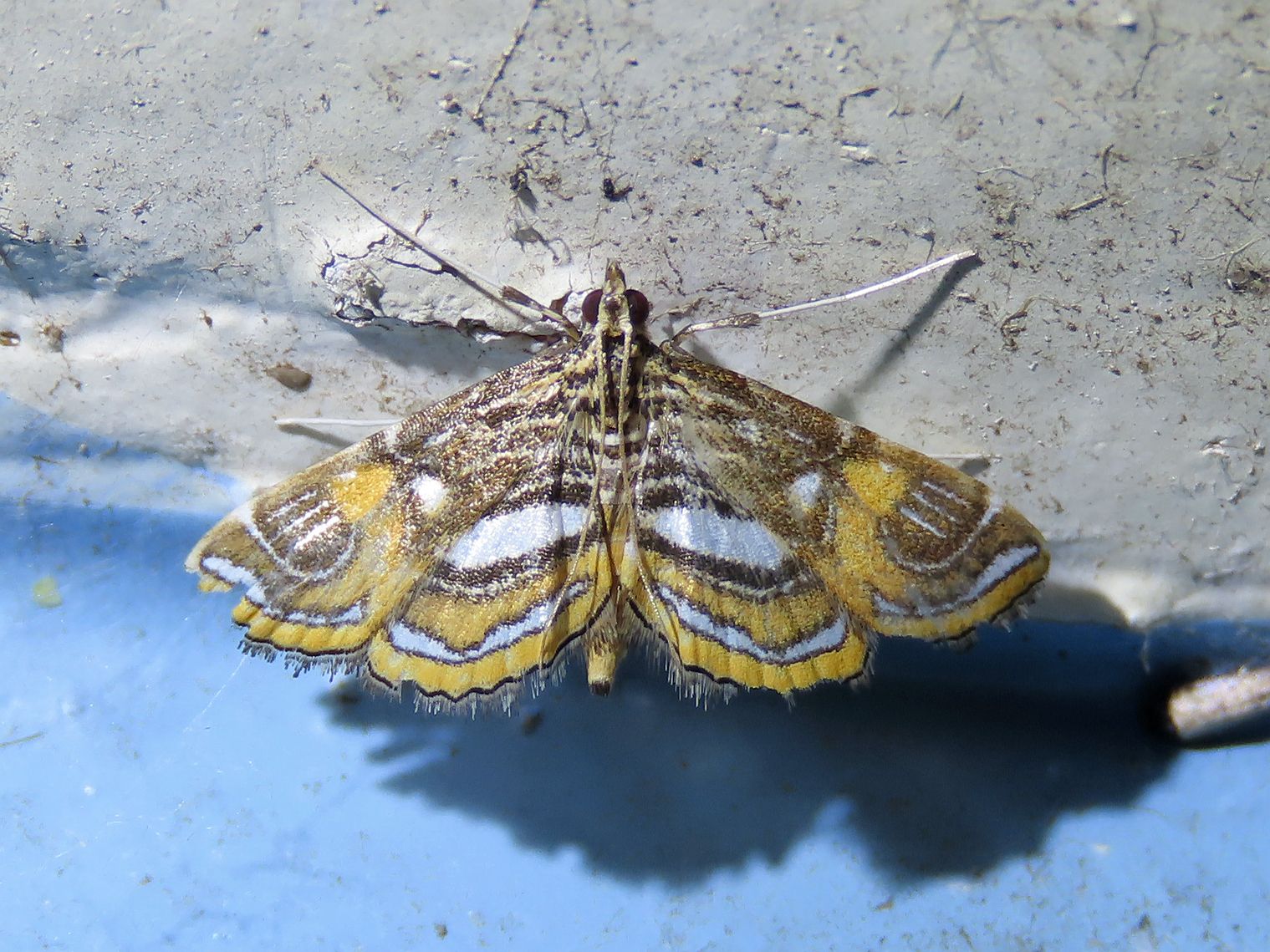 Paracymoriza