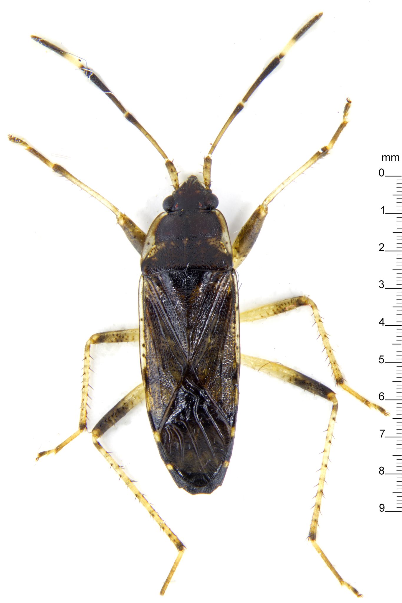 Elasmolomus