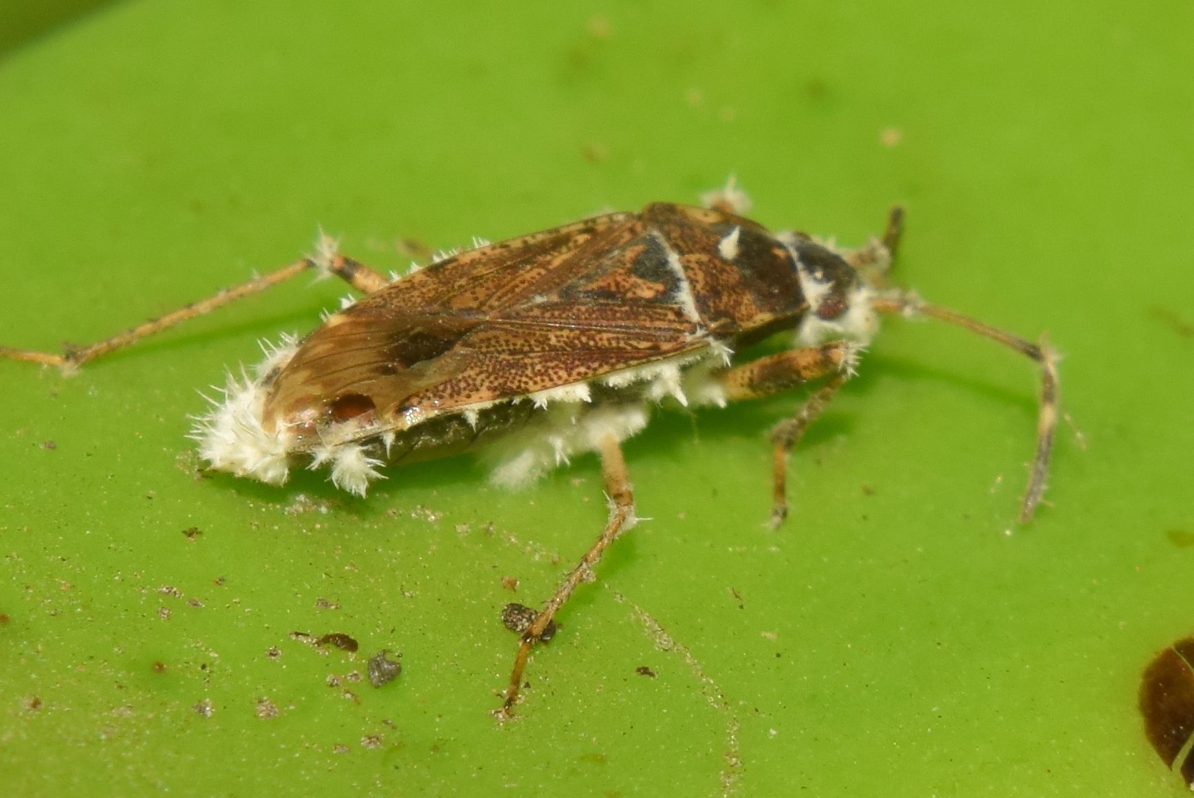 Elasmolomus