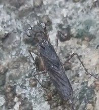 Elasmolomus