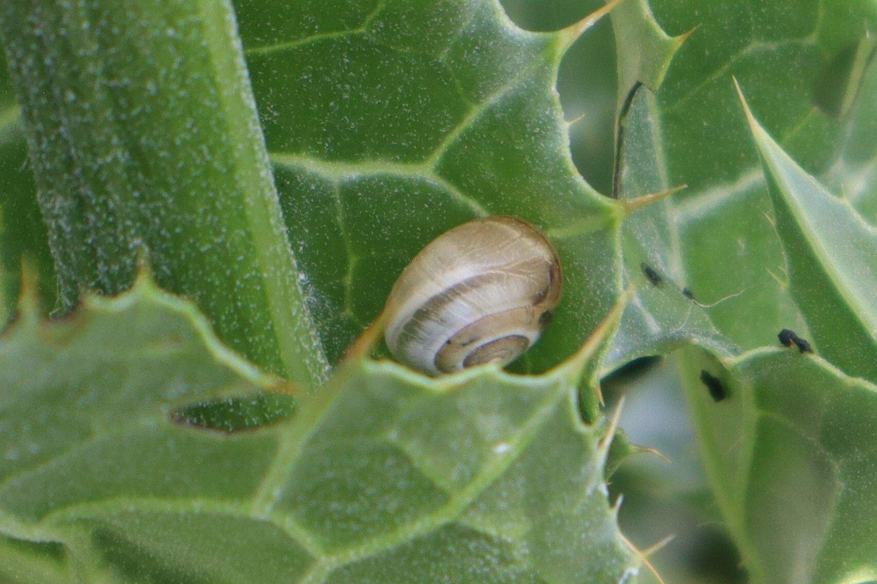 Monacha ocellata