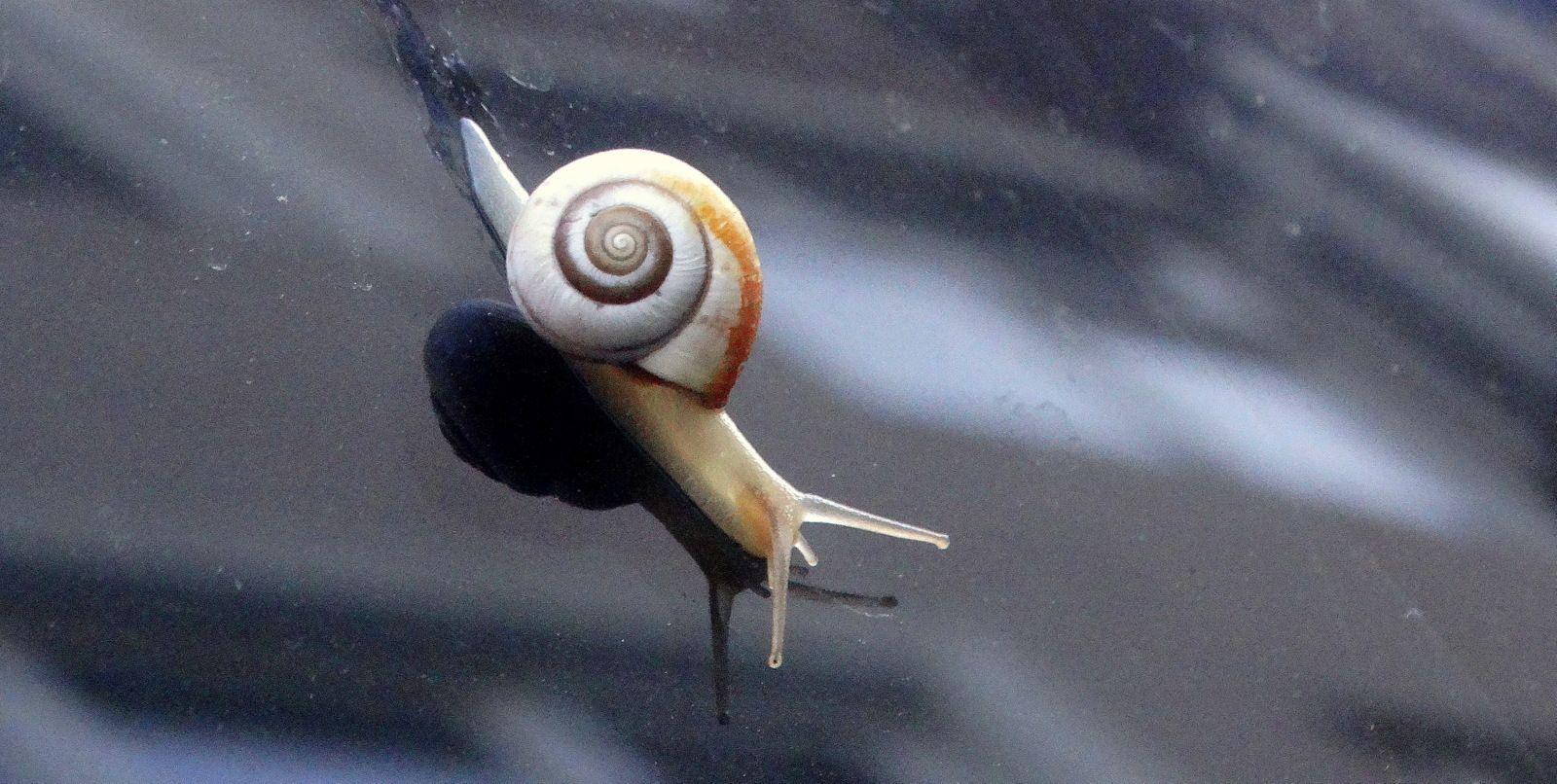 Monacha ocellata