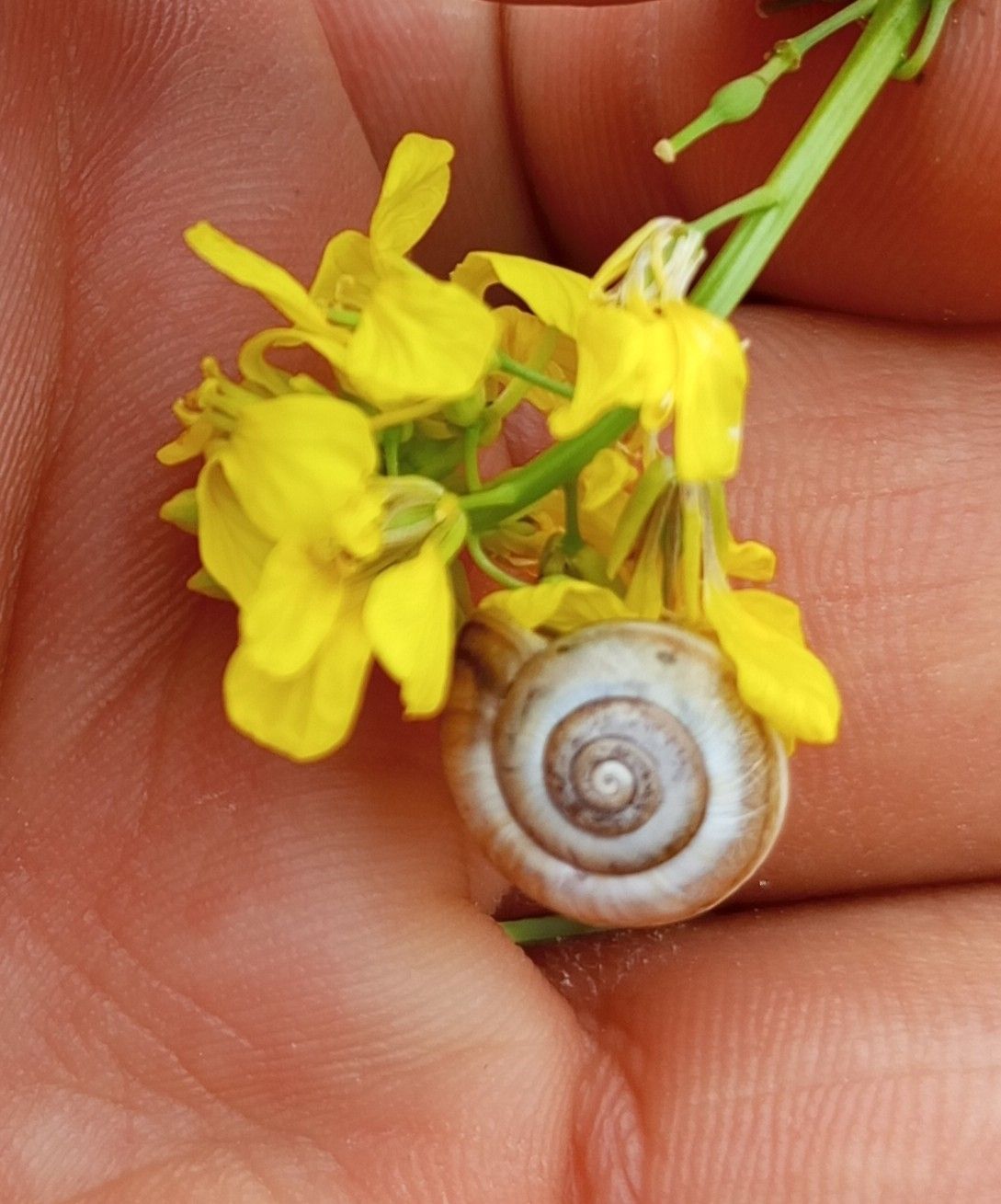 Monacha ocellata