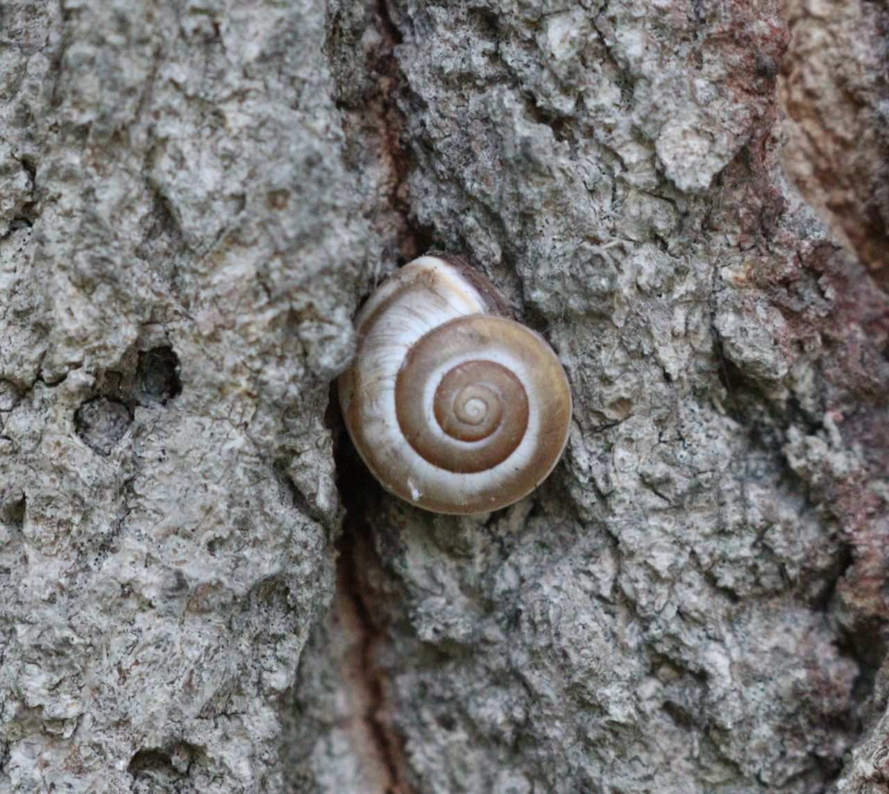 Monacha ocellata