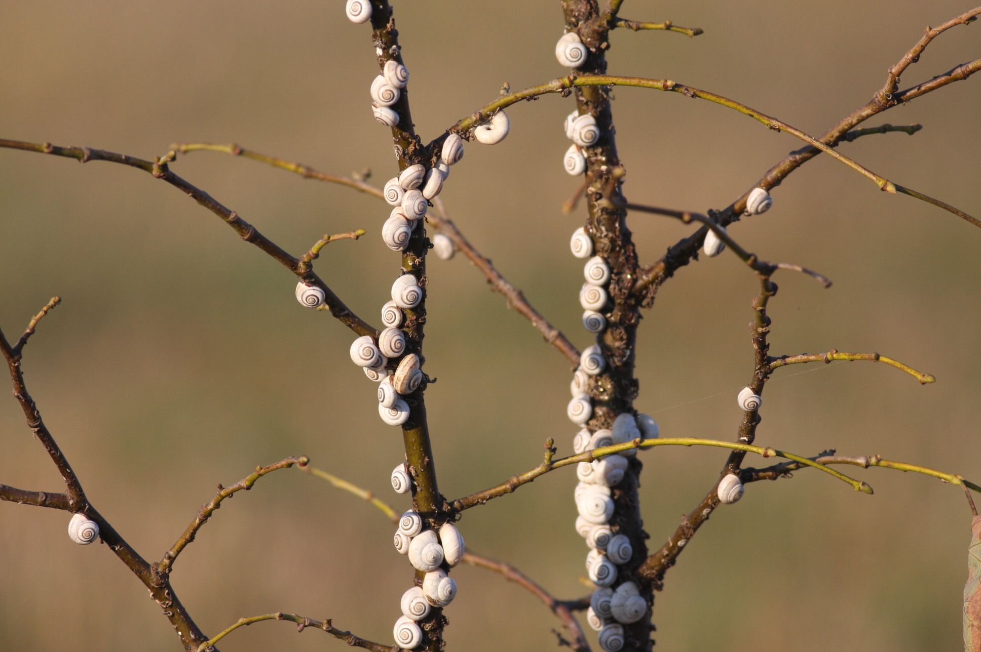 Monacha ocellata