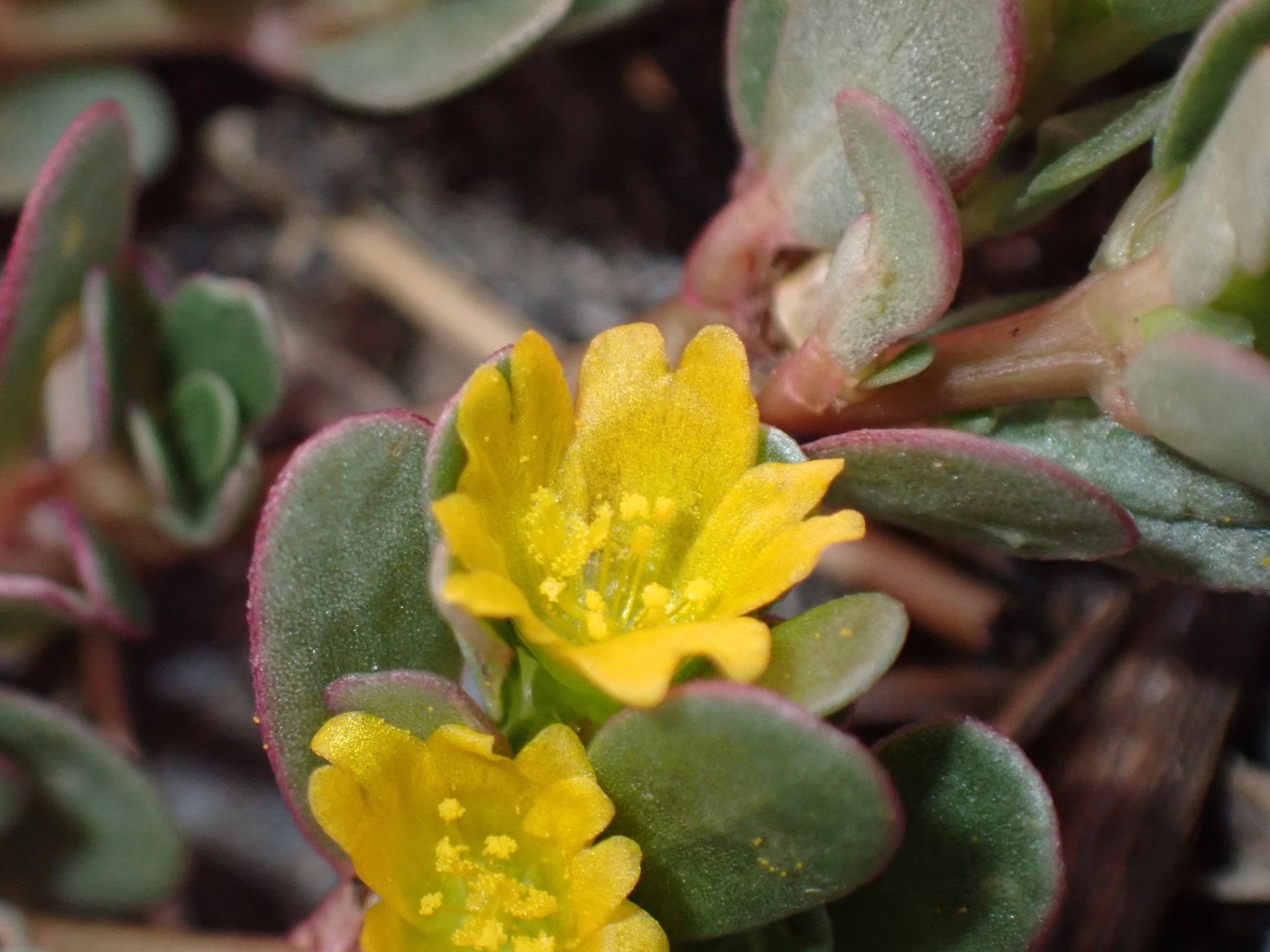 Portulaca oleracea
