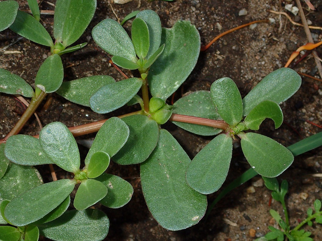 Portulaca oleracea