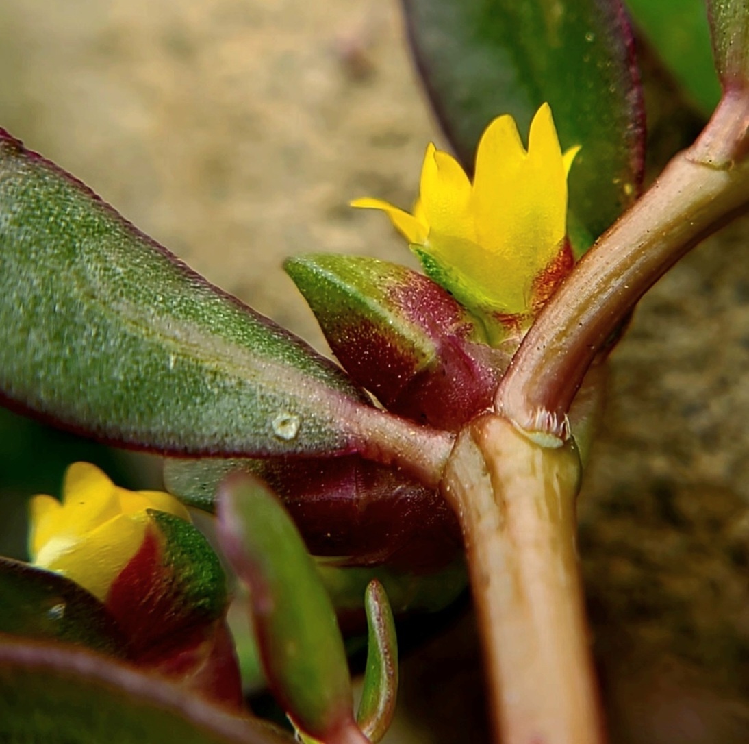 Portulaca oleracea