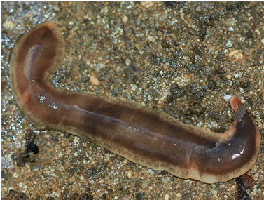 Arthurdendyus triangulatus