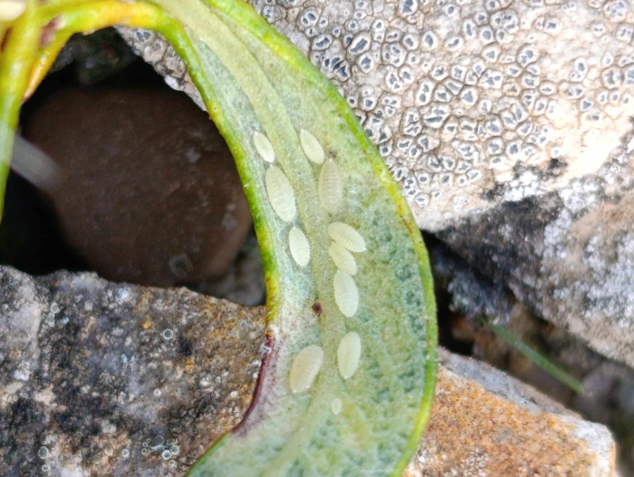 Coccidohystrix insolita