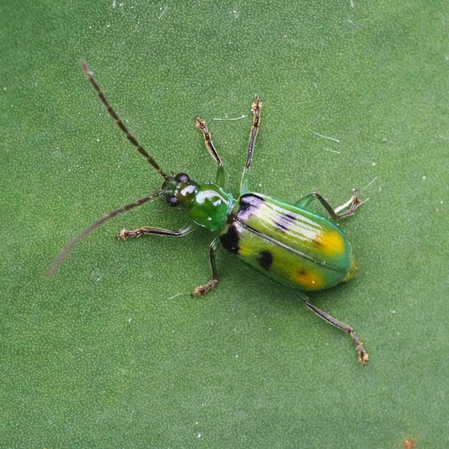 Diabrotica viridula