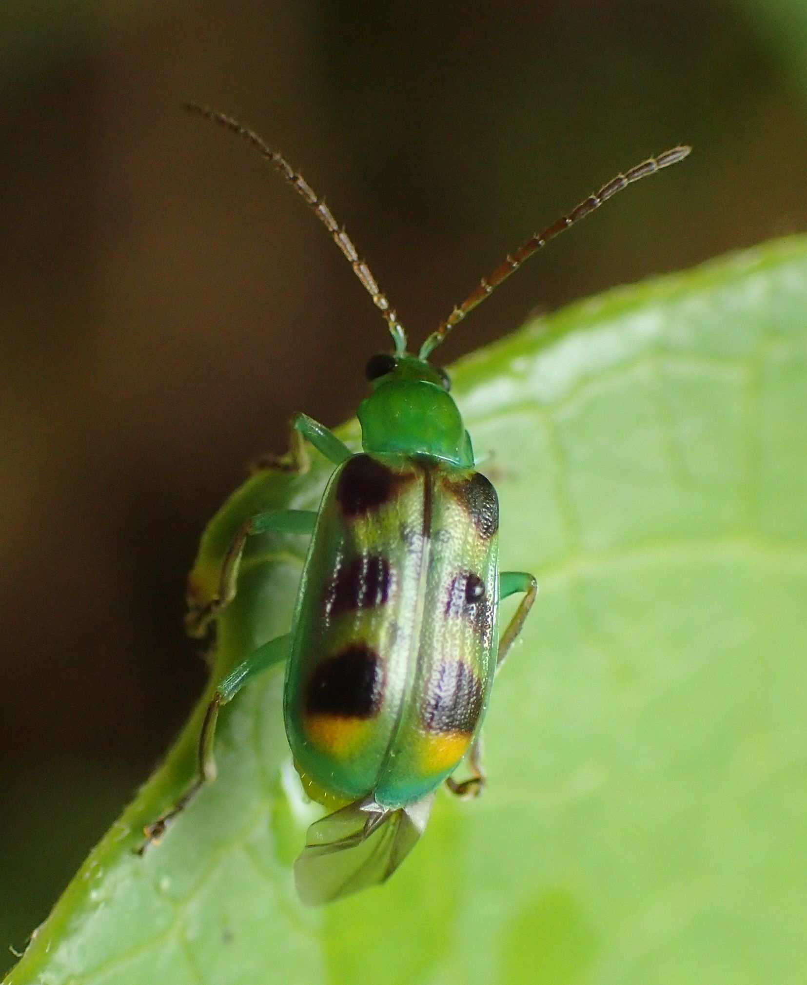 Diabrotica viridula