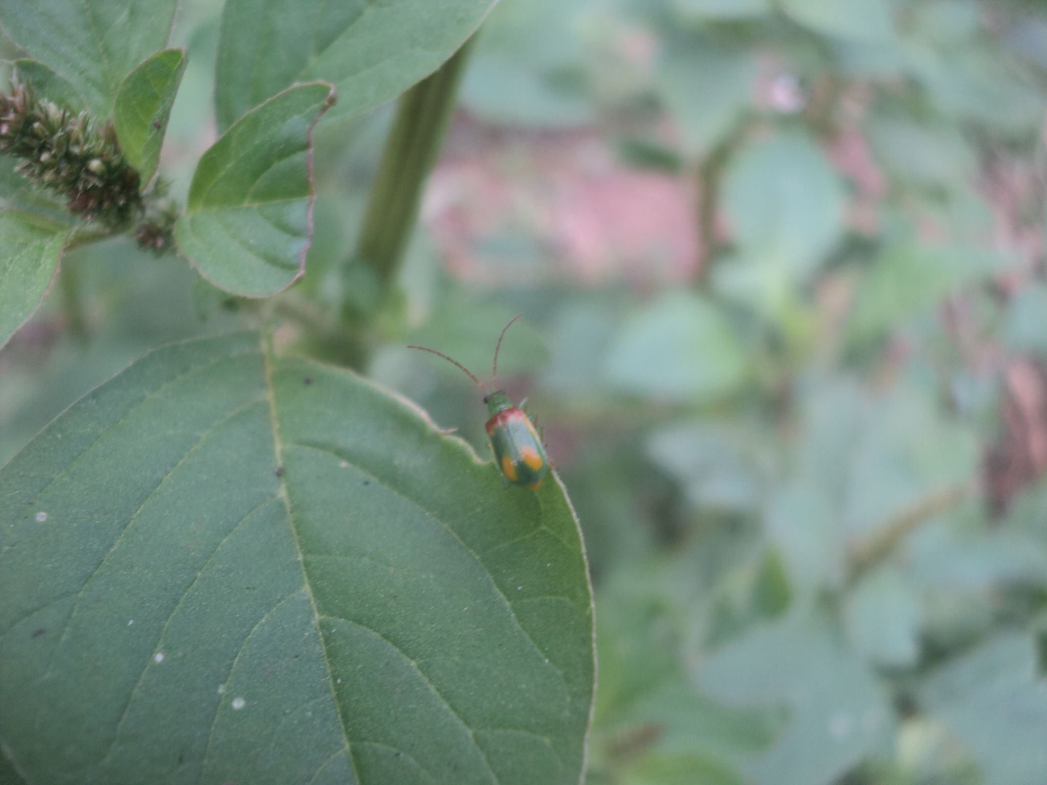 Diabrotica viridula