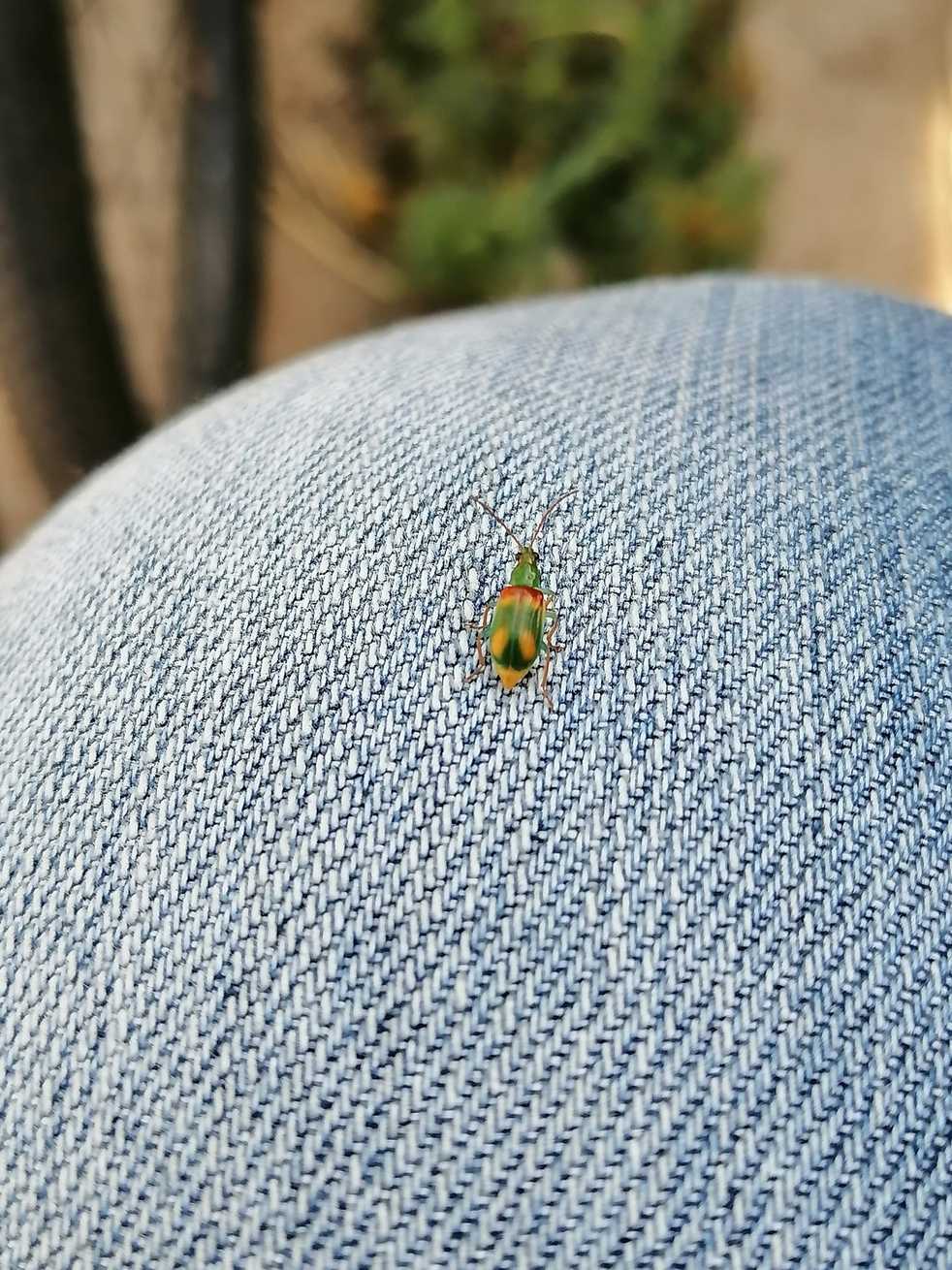 Diabrotica viridula