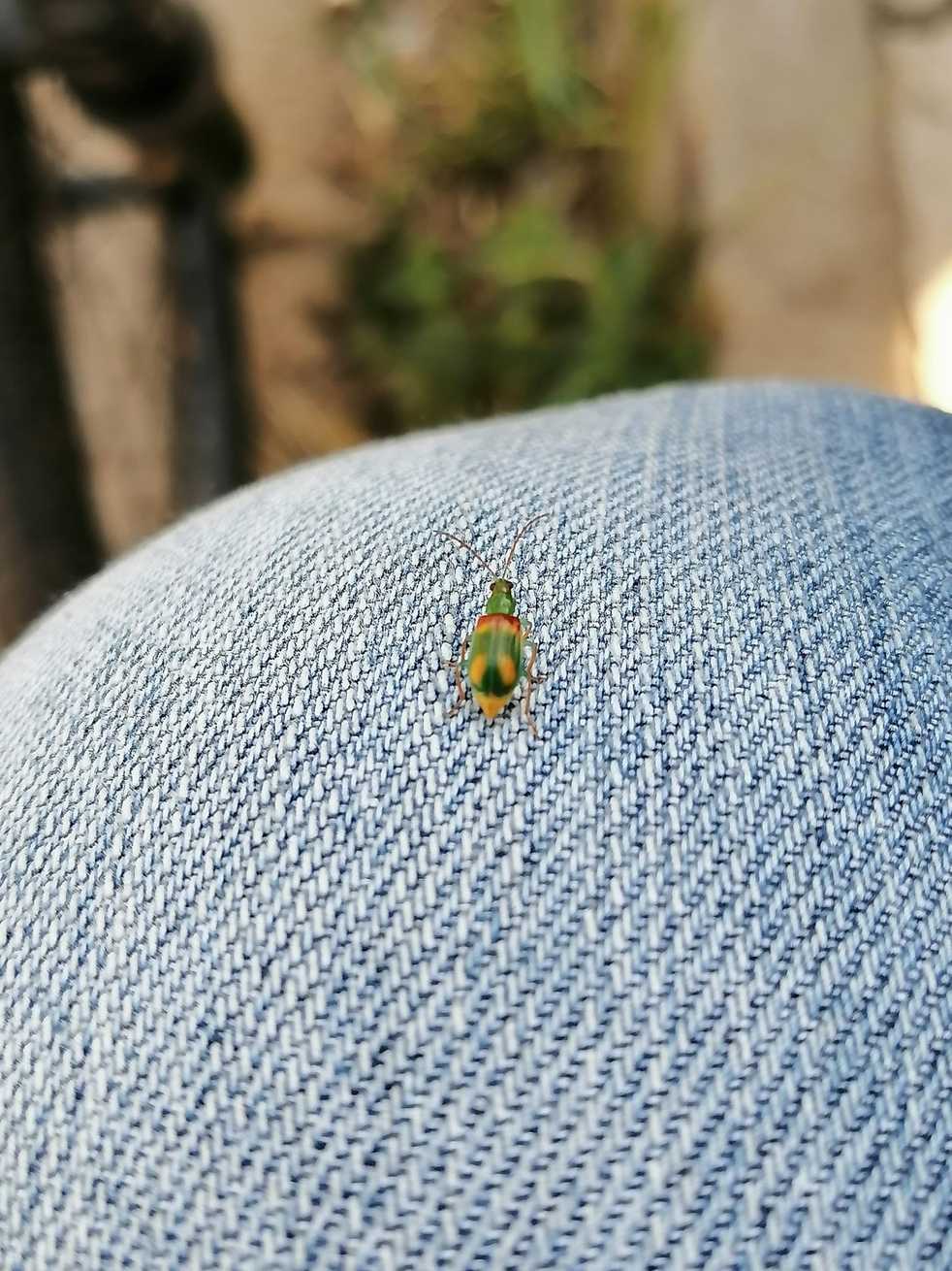 Diabrotica viridula