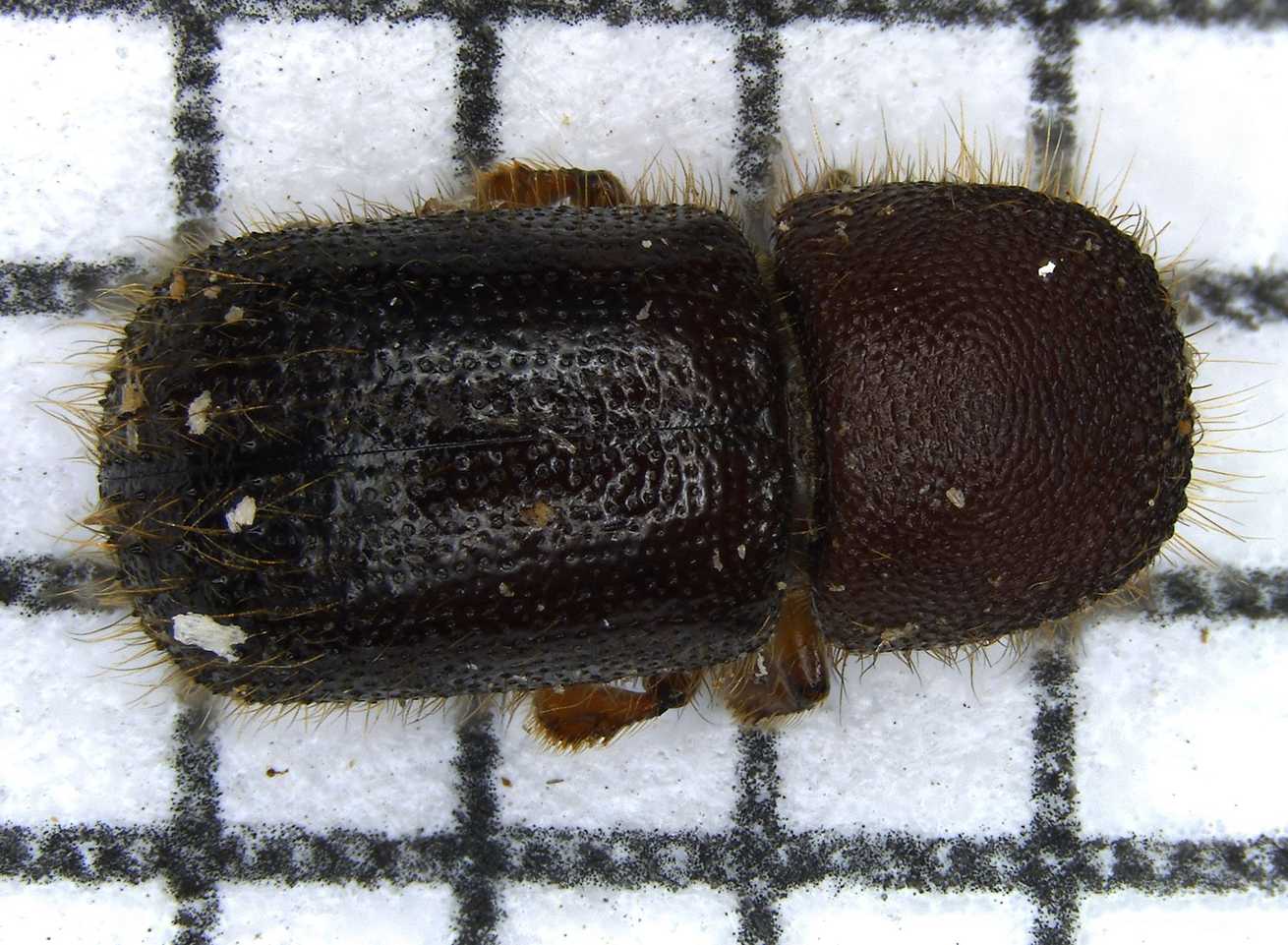 Ambrosiodmus minor