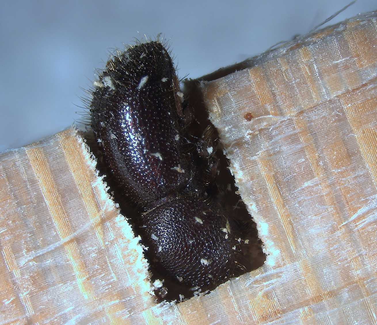 Ambrosiodmus minor