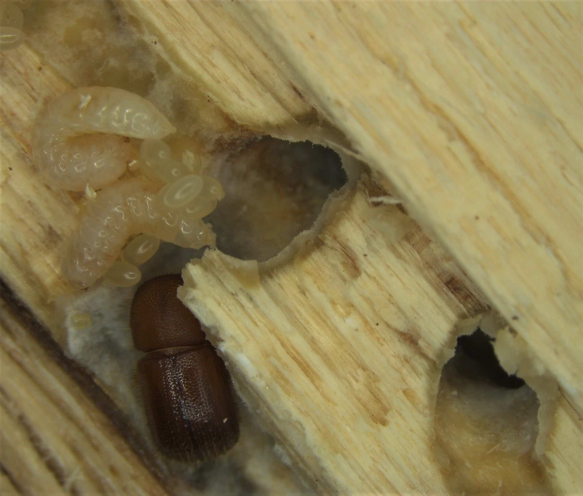 Ambrosiodmus minor