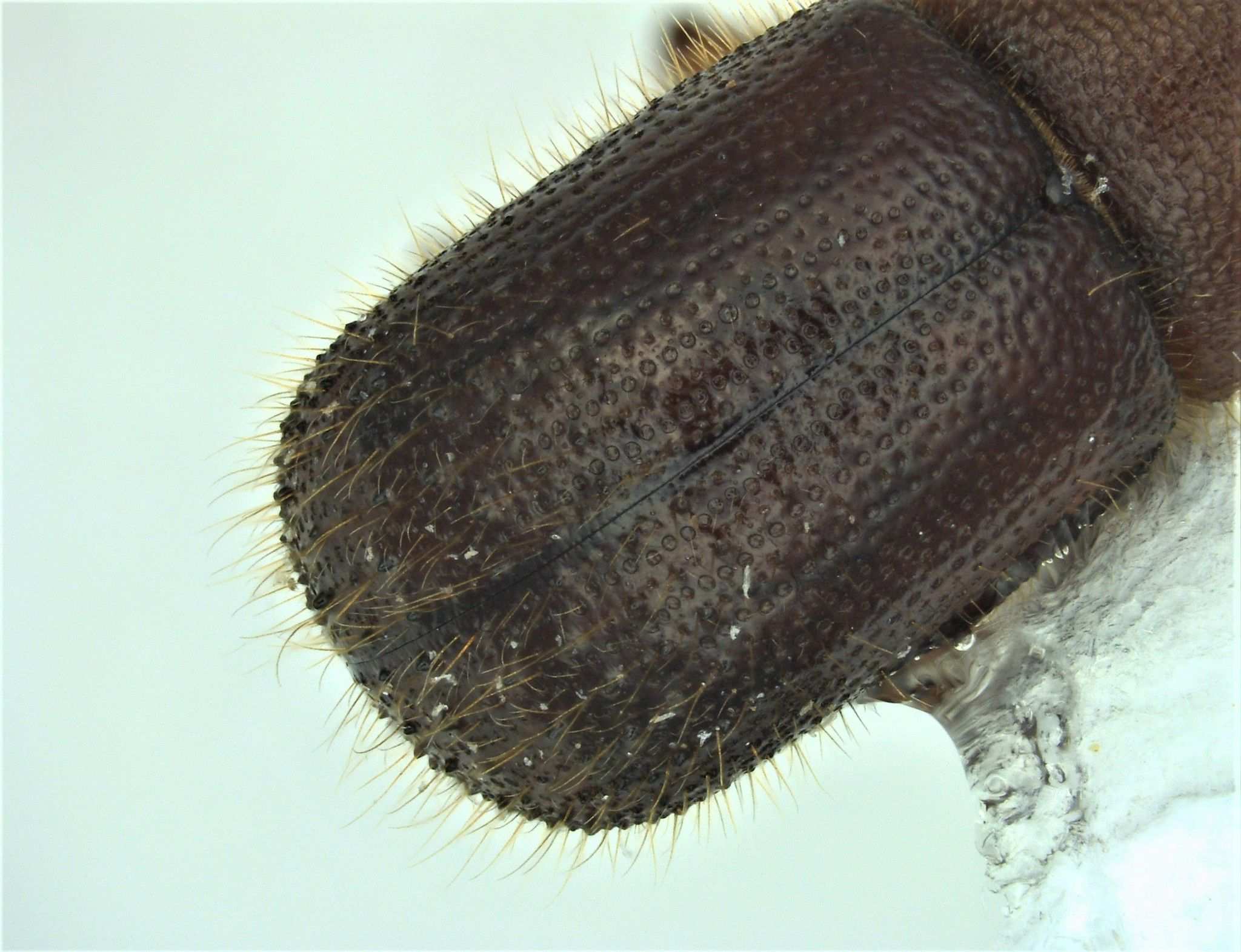 Ambrosiodmus minor