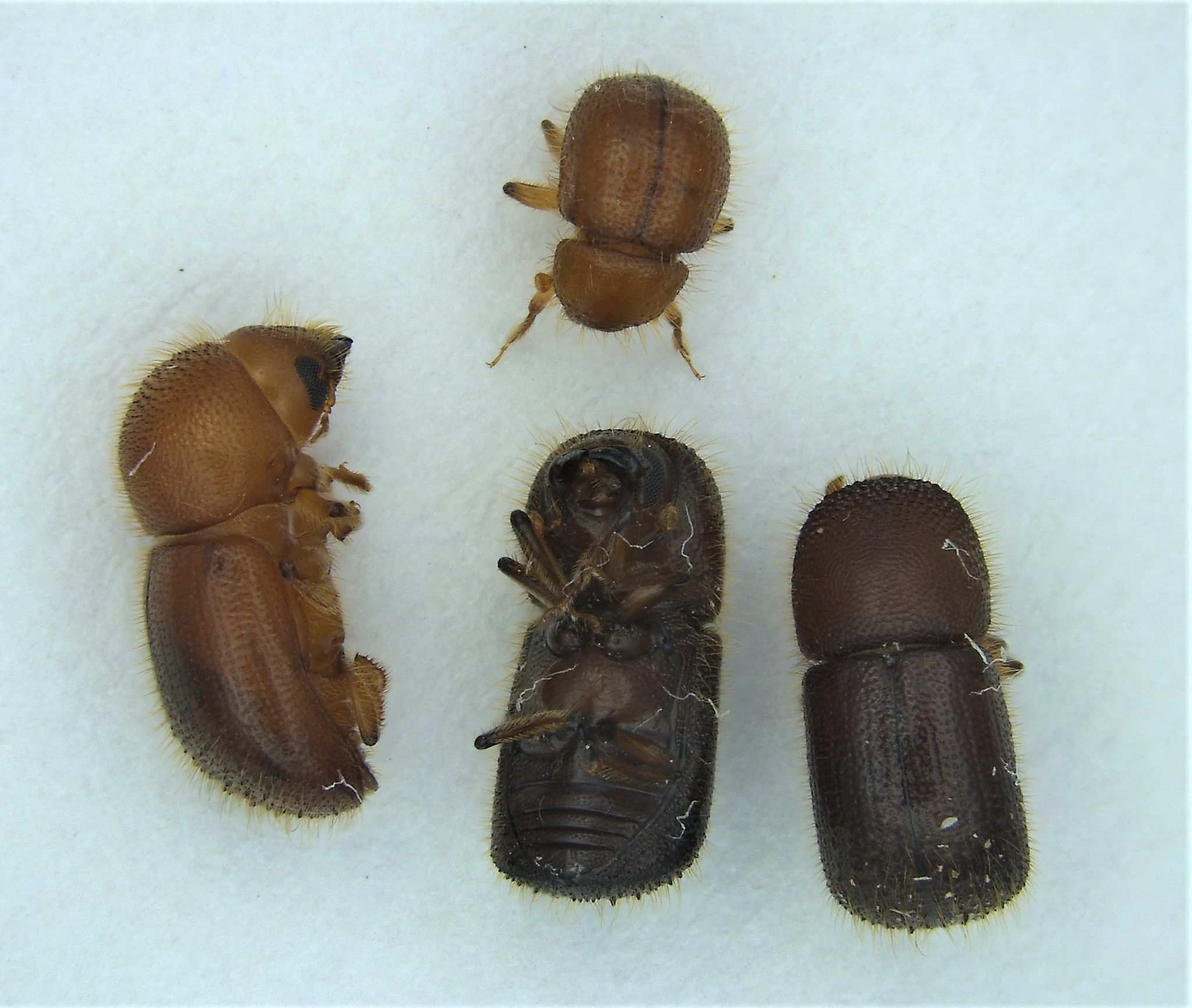 Ambrosiodmus minor