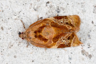 Ditula angustiorana