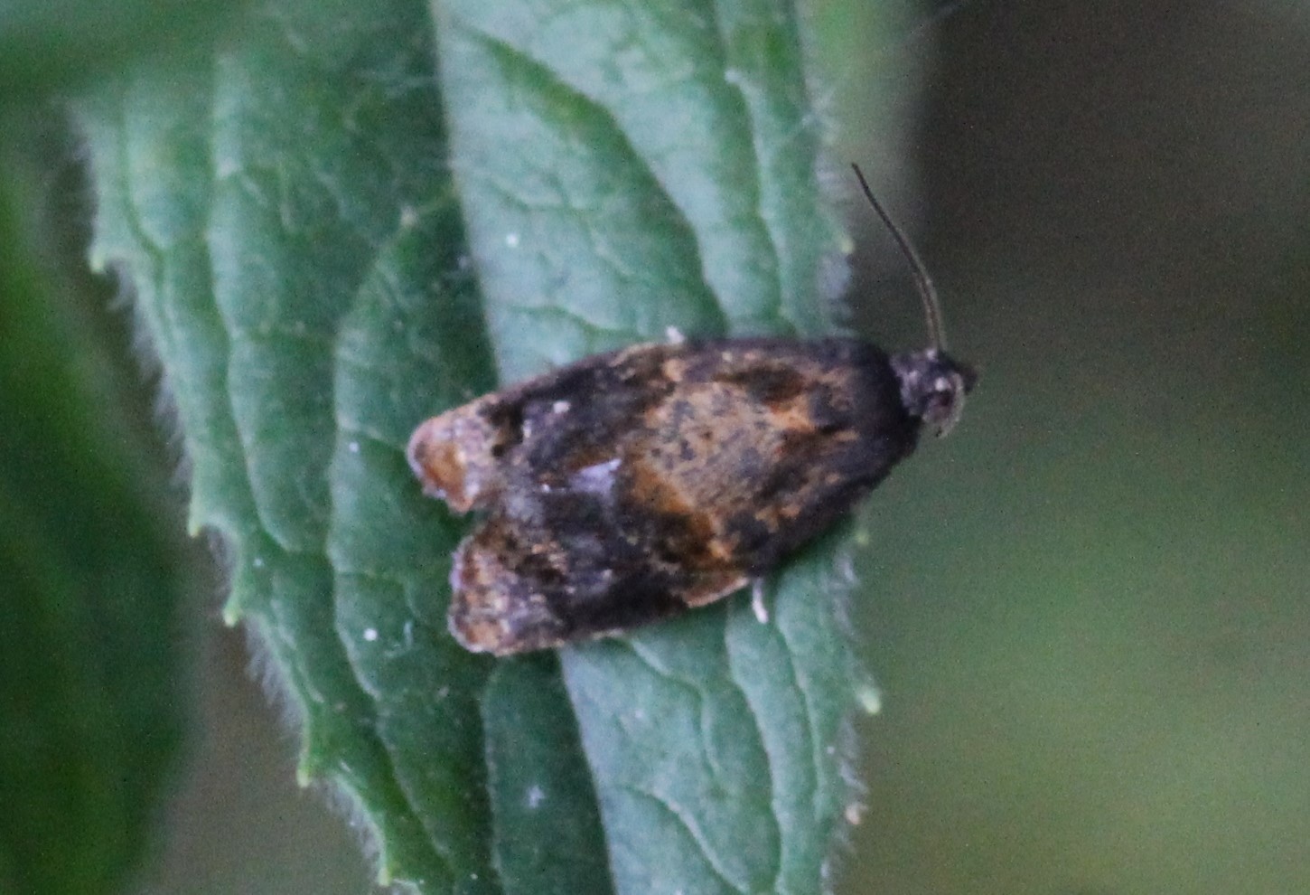 Ditula angustiorana