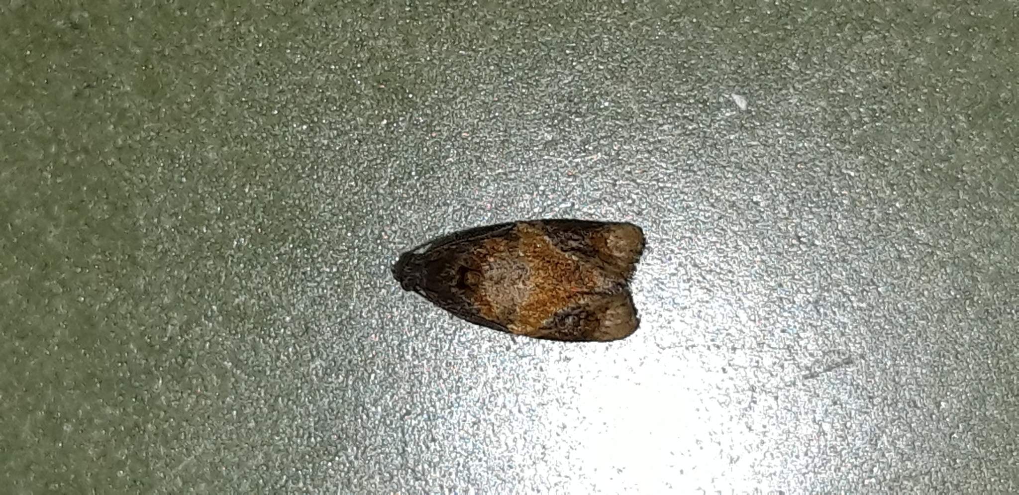 Ditula angustiorana