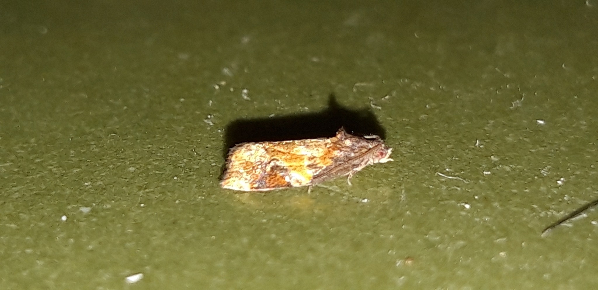 Ditula angustiorana
