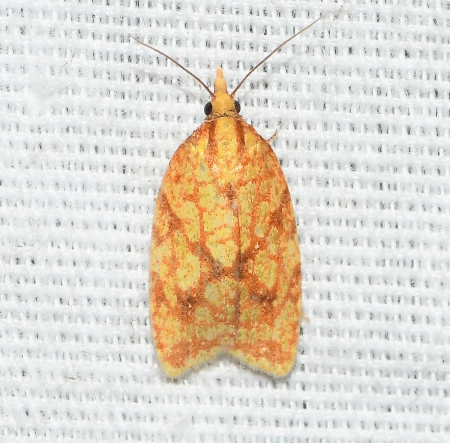 Sparganothis sulfureana