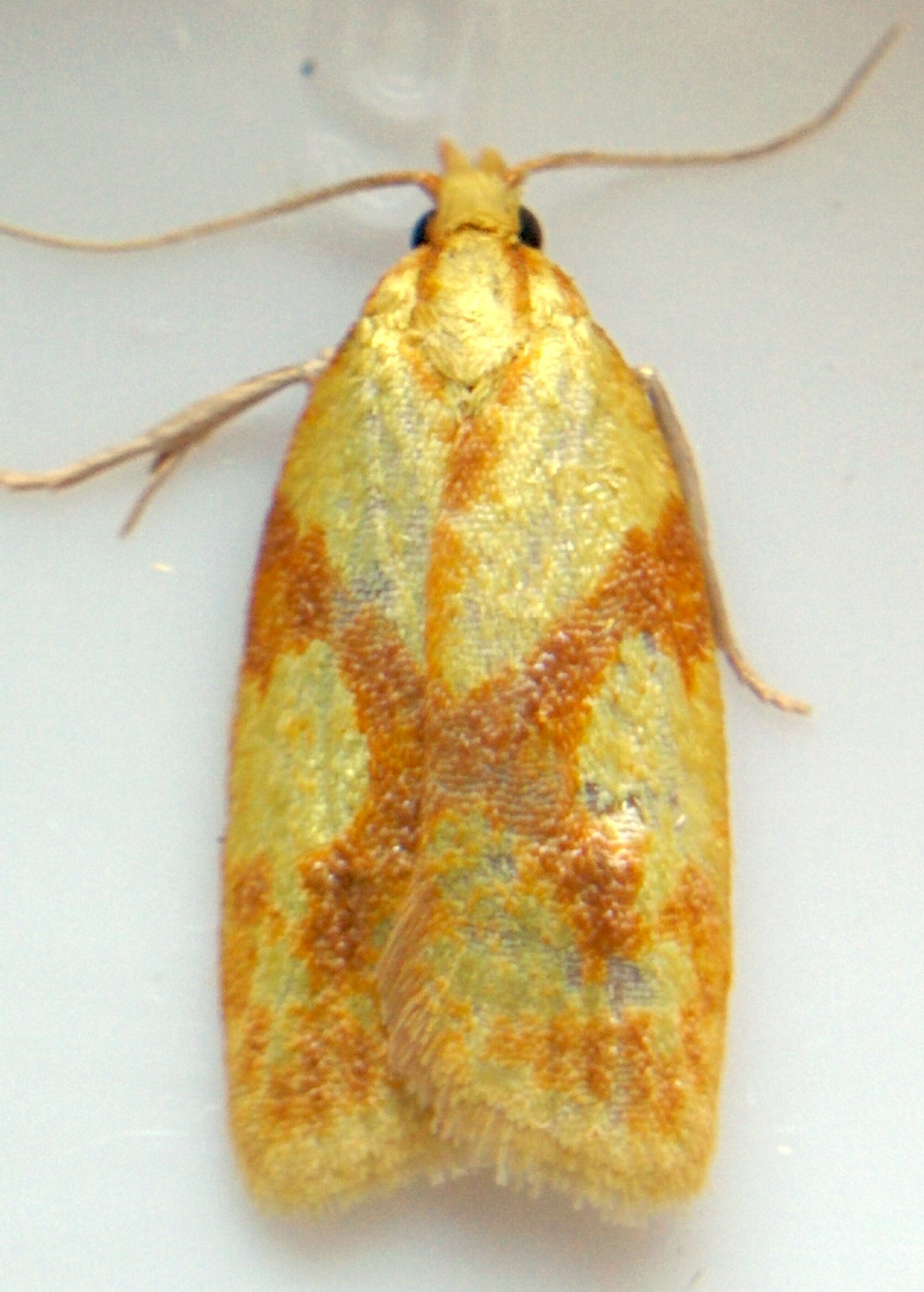 Sparganothis sulfureana