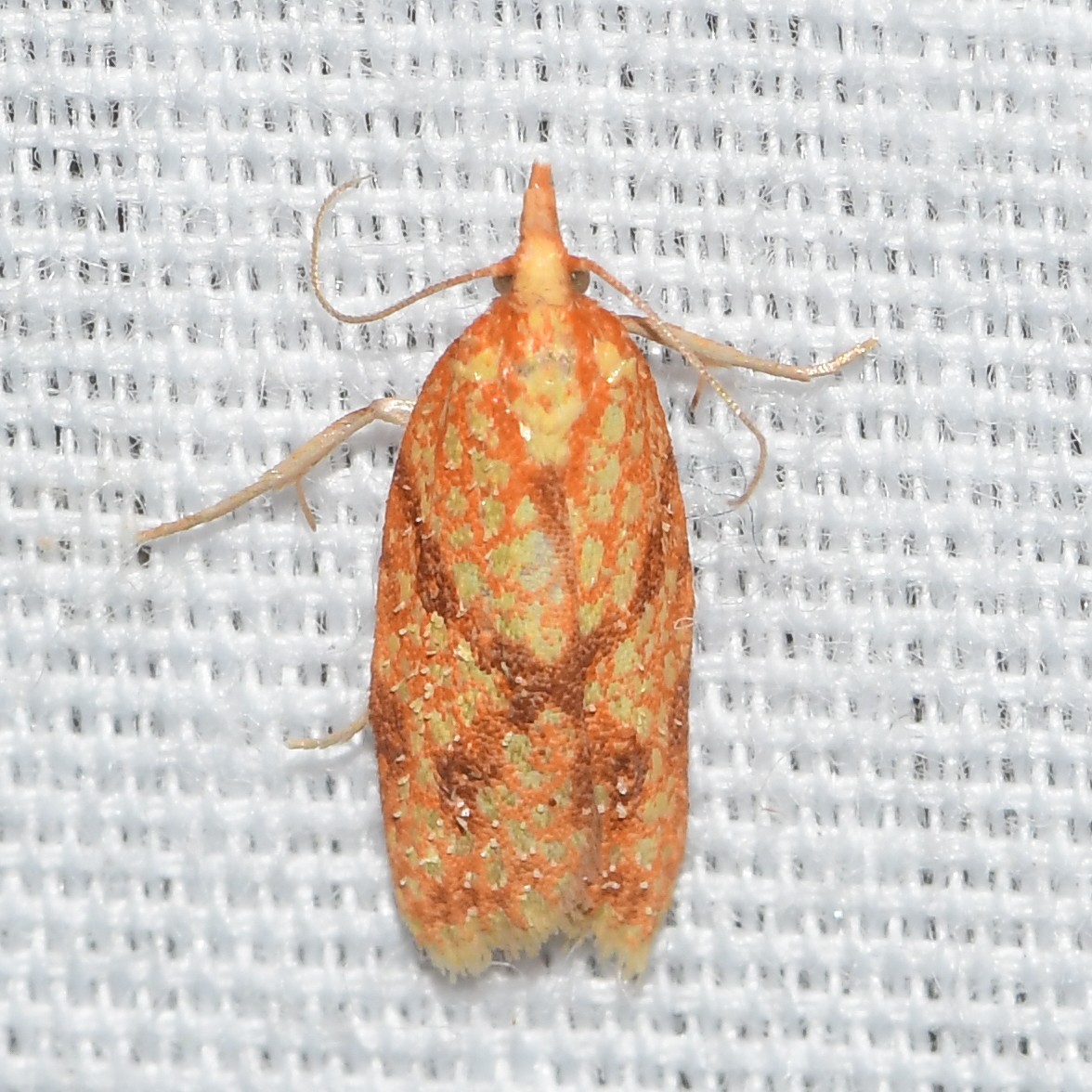 Sparganothis sulfureana