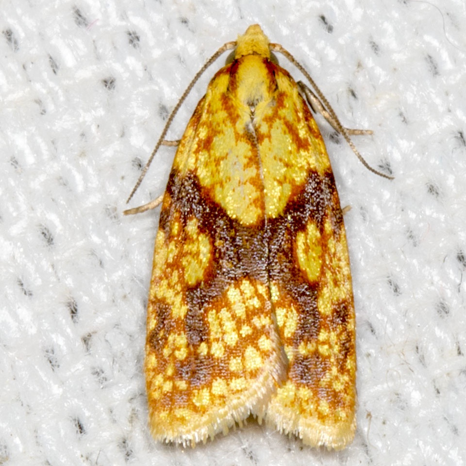 Sparganothis sulfureana