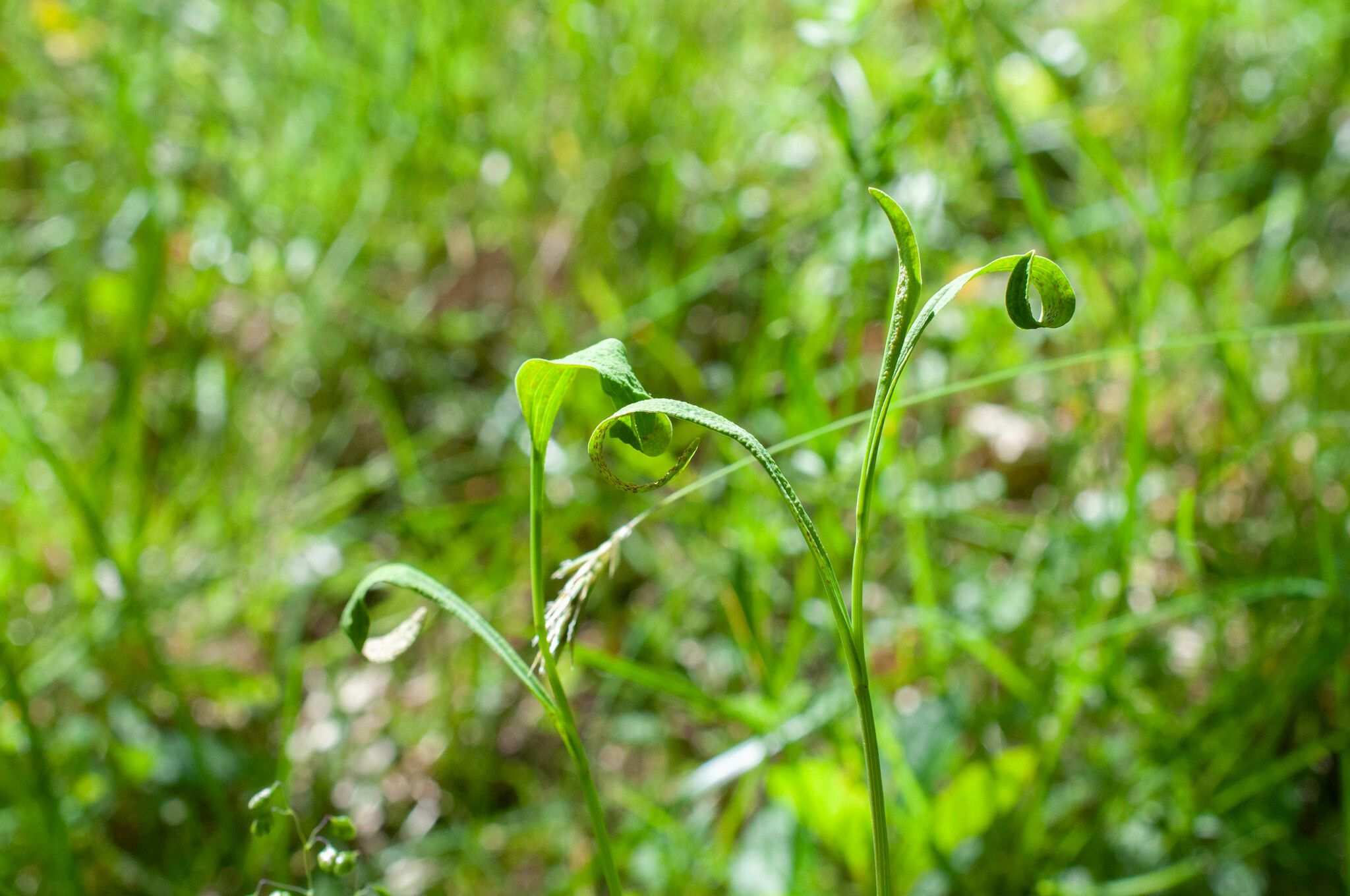 Puccinia bupleuri