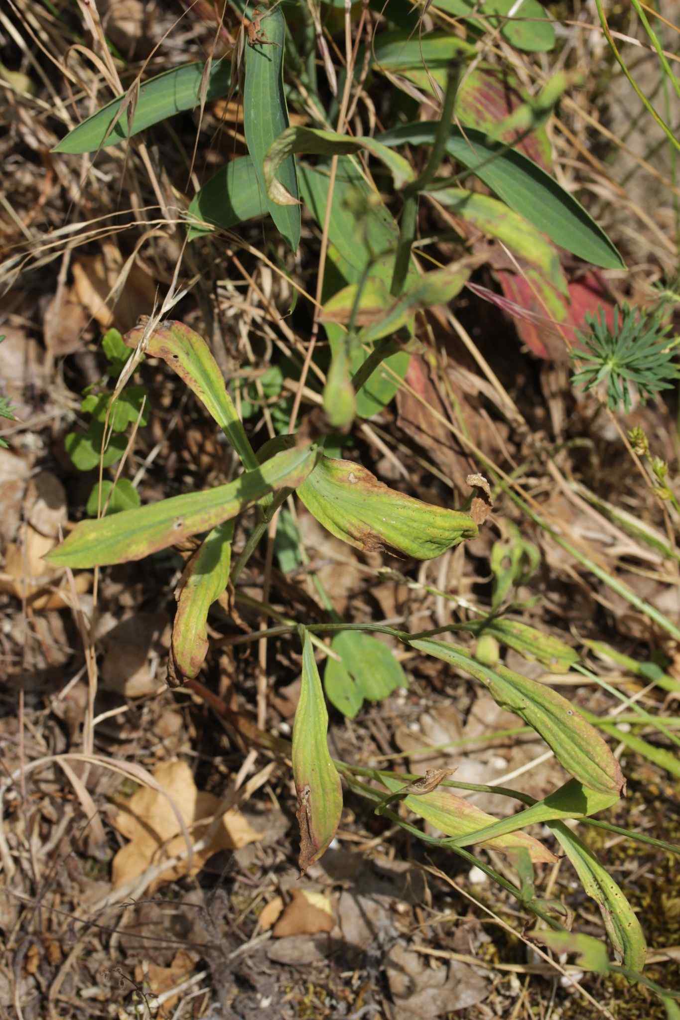Puccinia bupleuri