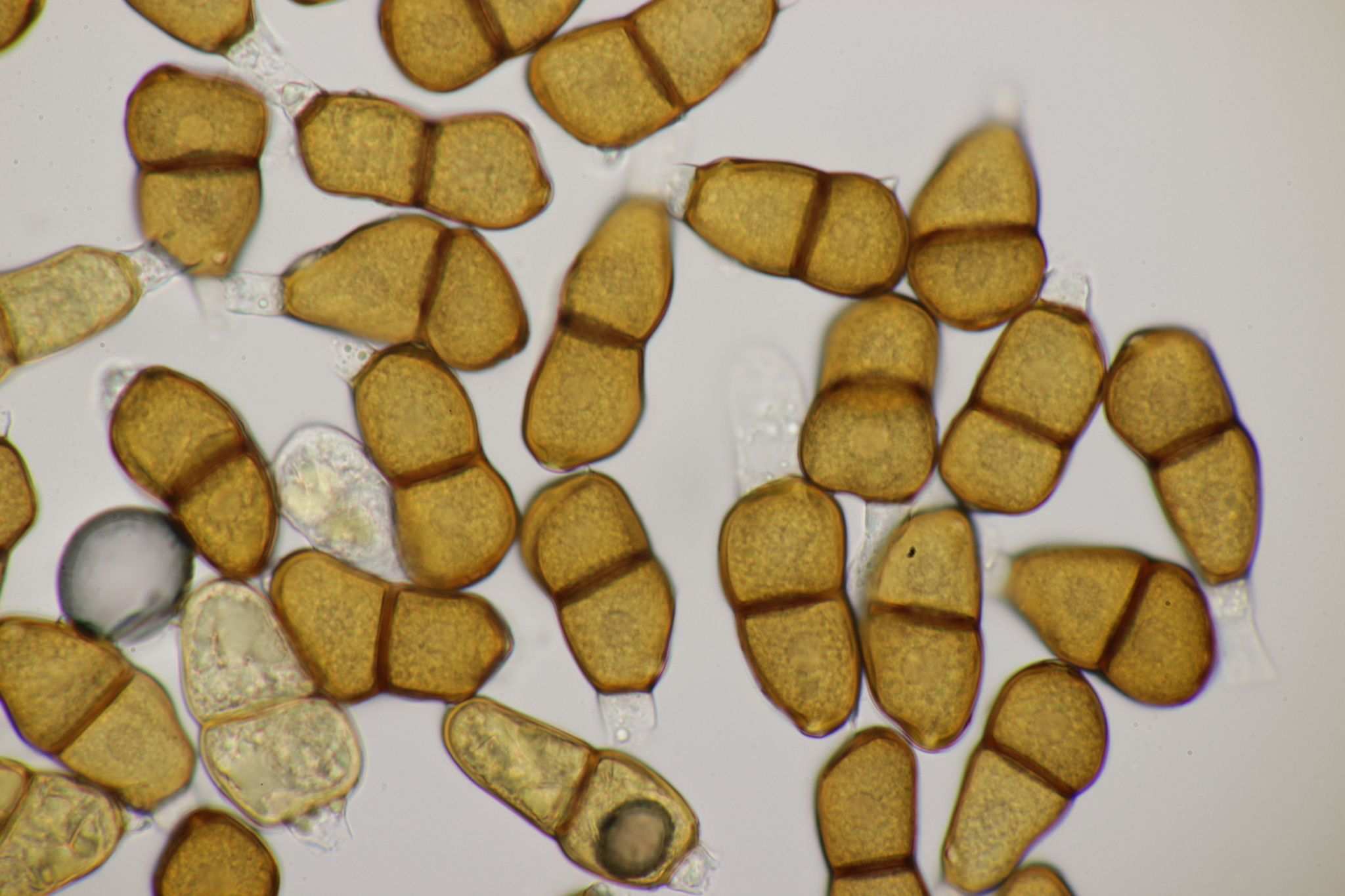 Puccinia bupleuri