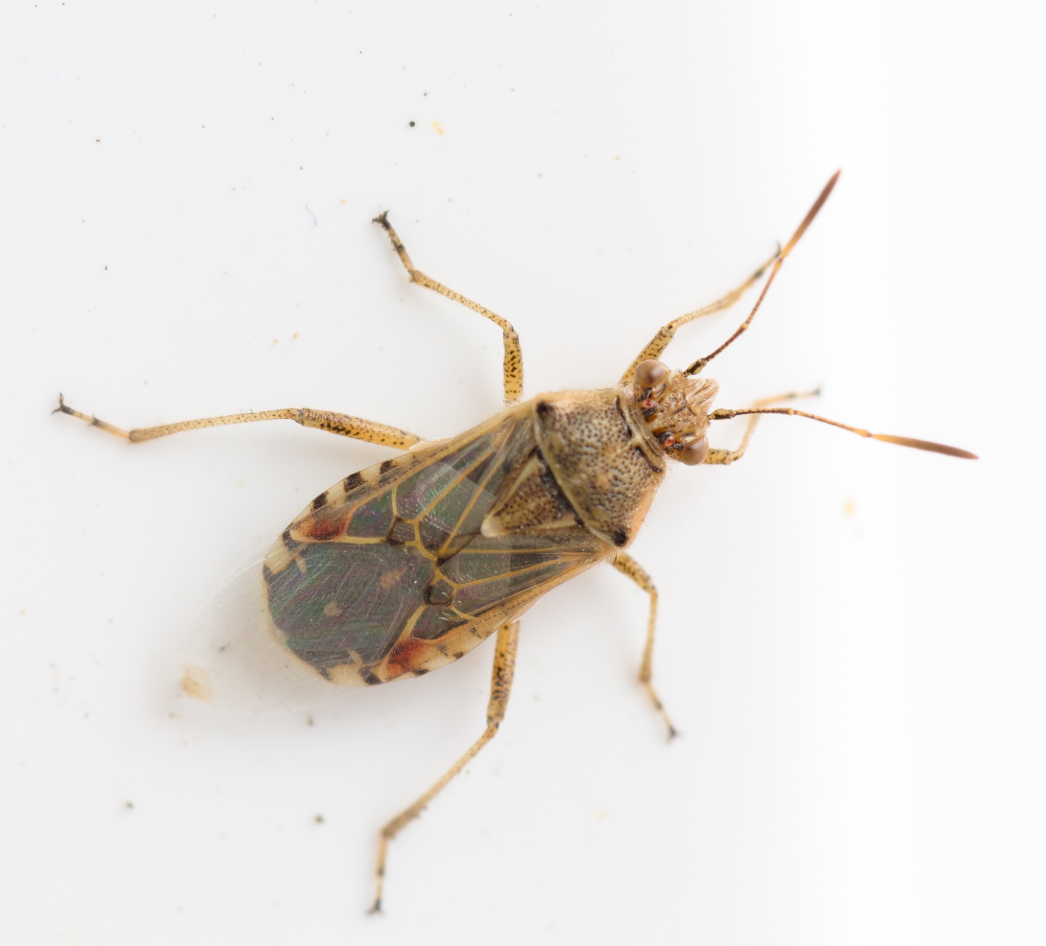 Liorhyssus