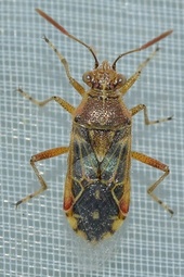 Liorhyssus