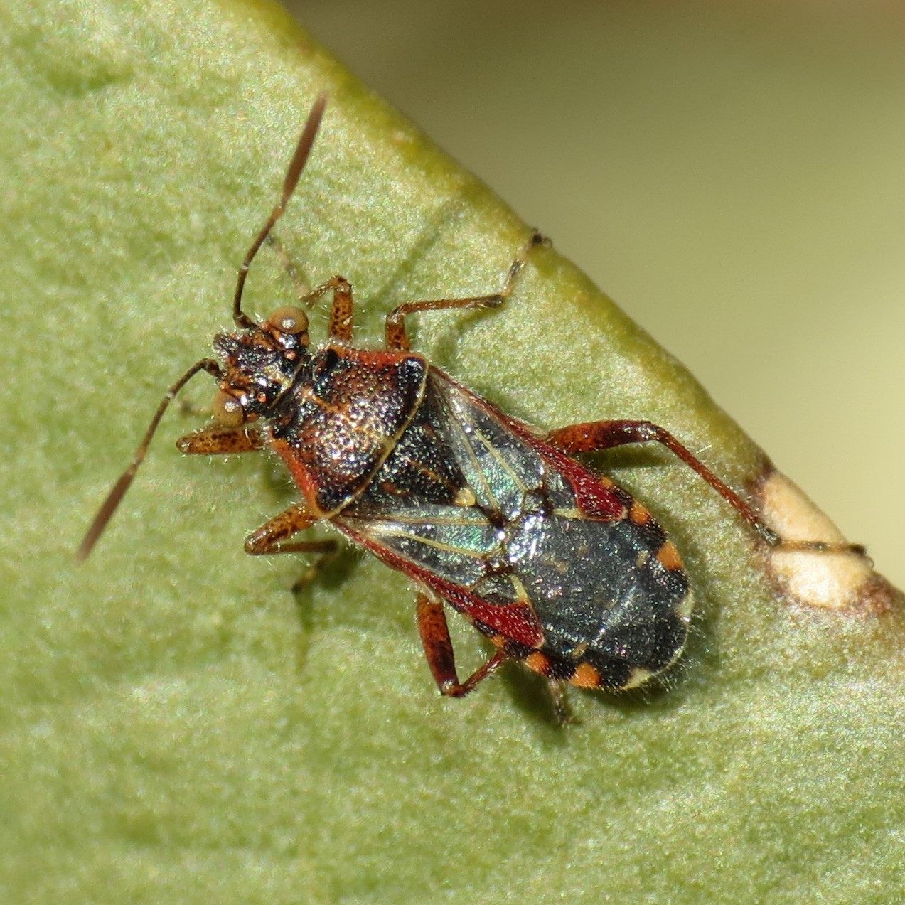 Liorhyssus