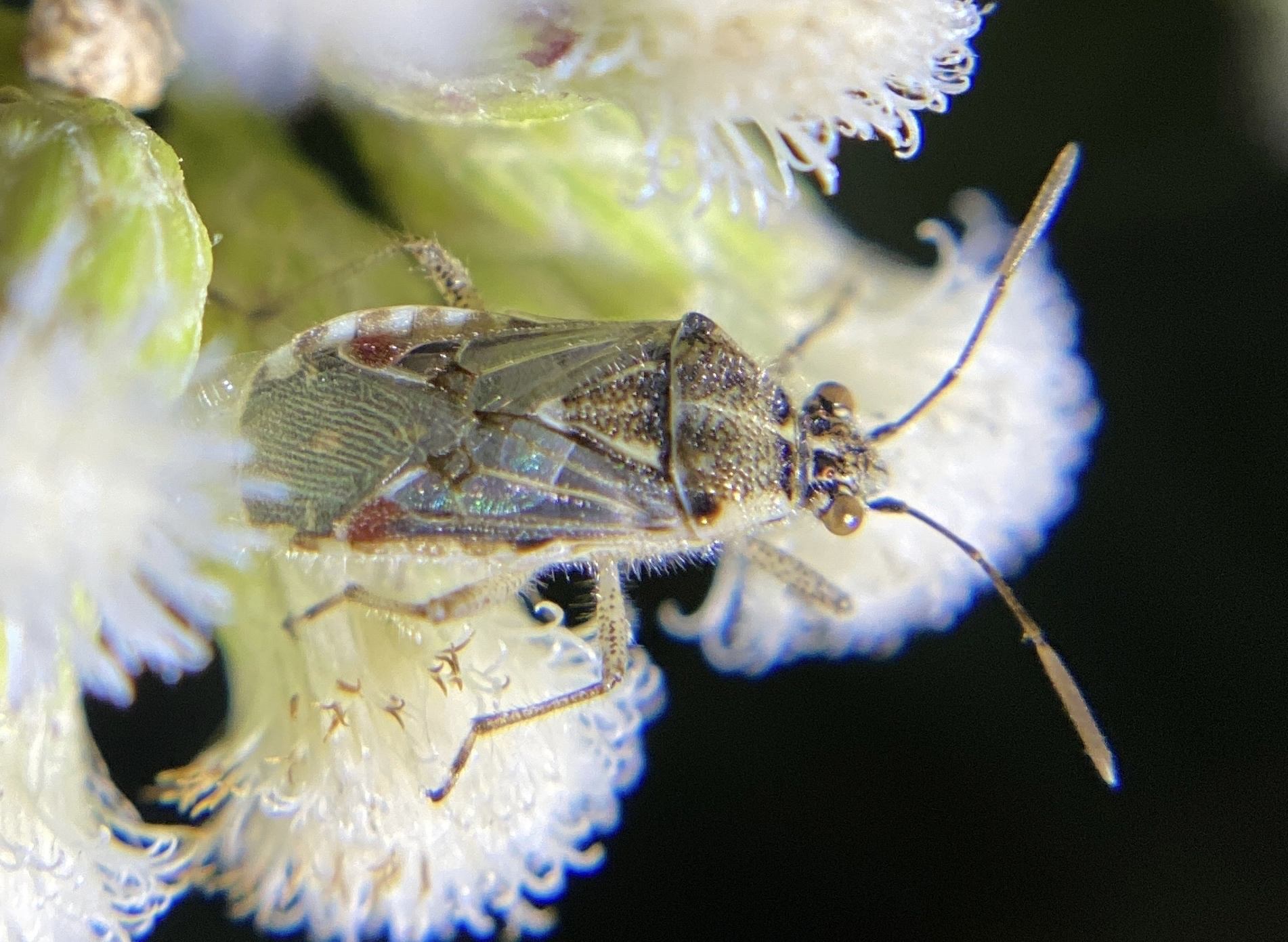 Liorhyssus