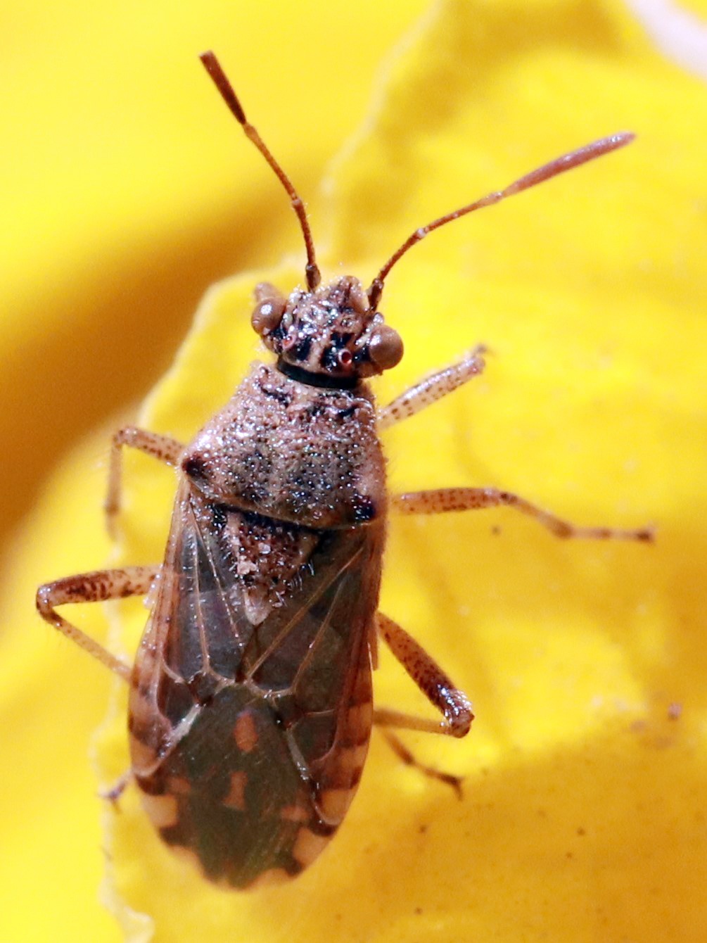 Liorhyssus
