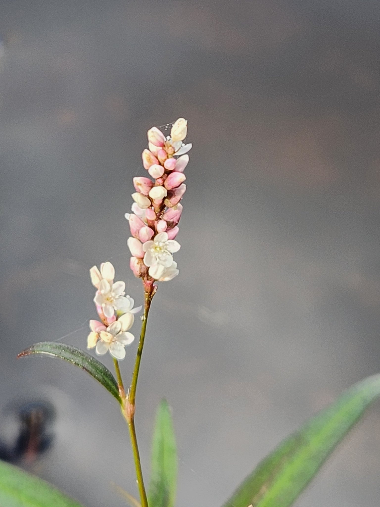 Persicaria hydropiper
