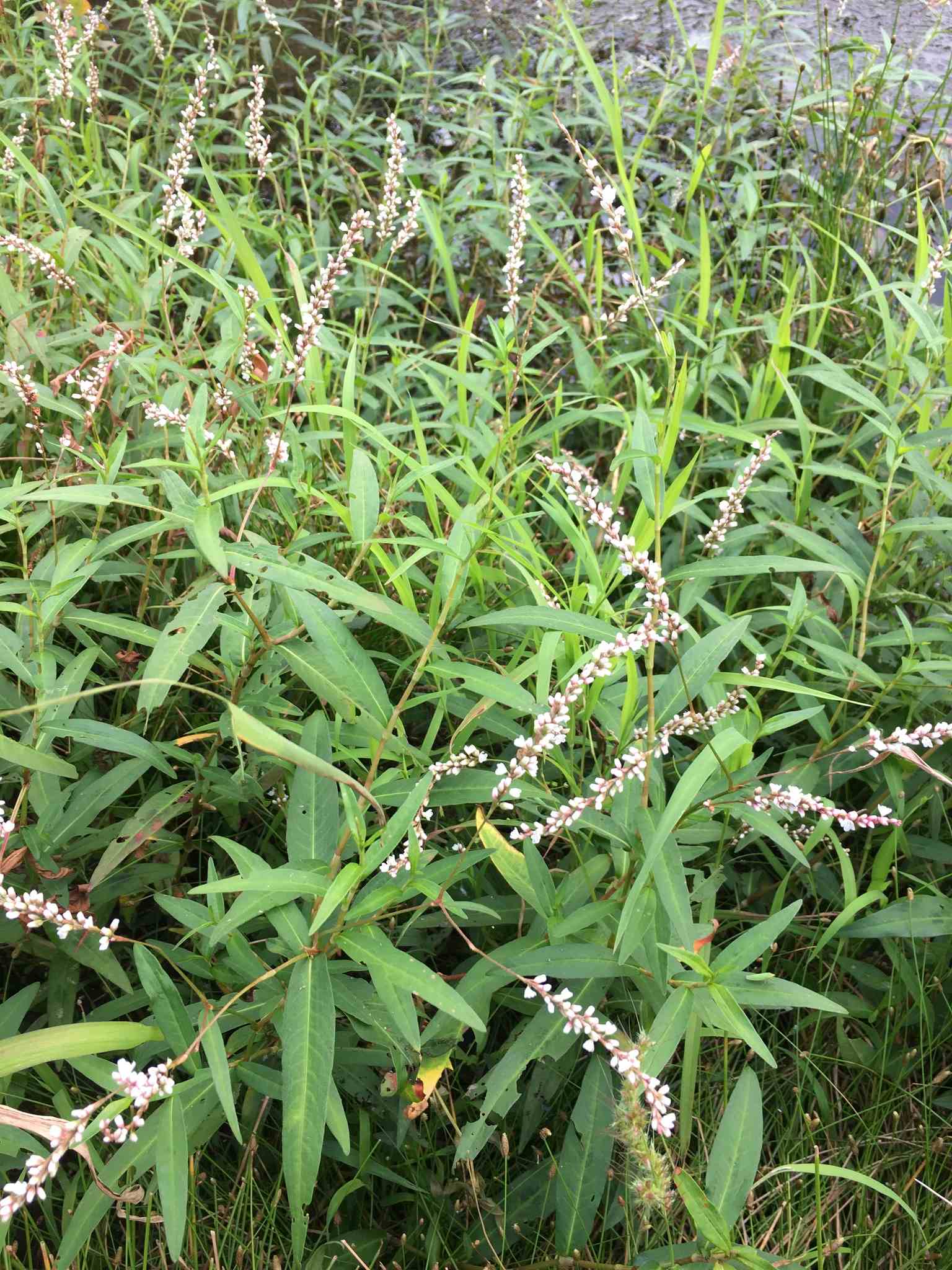 Persicaria hydropiper
