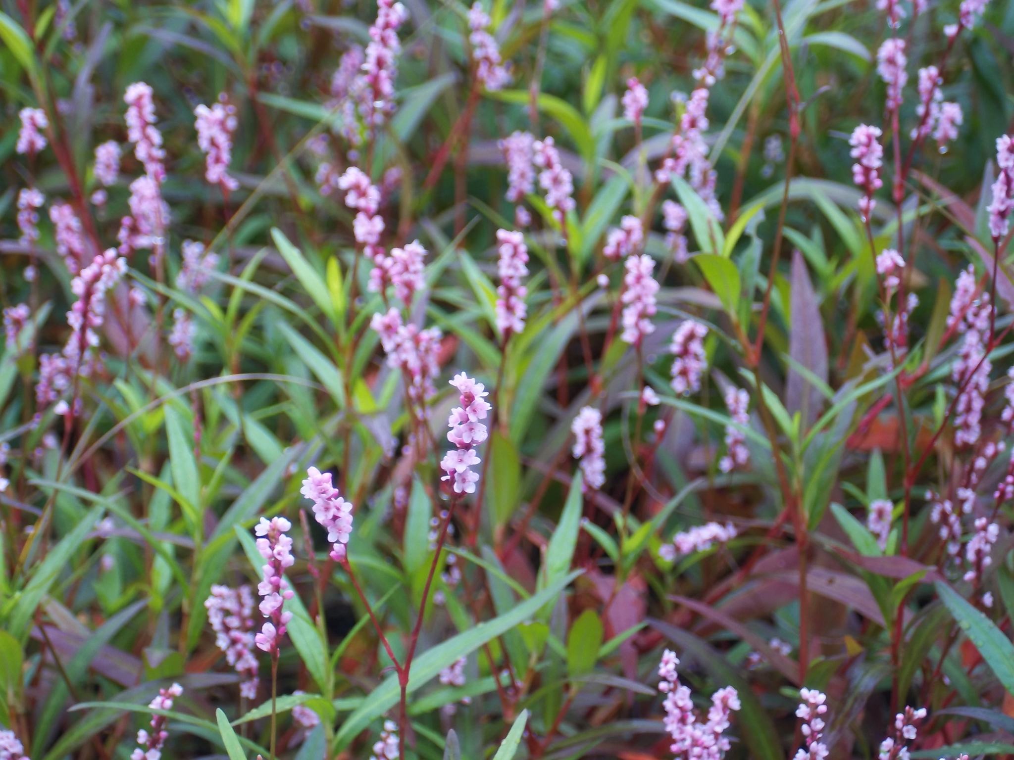 Persicaria hydropiper