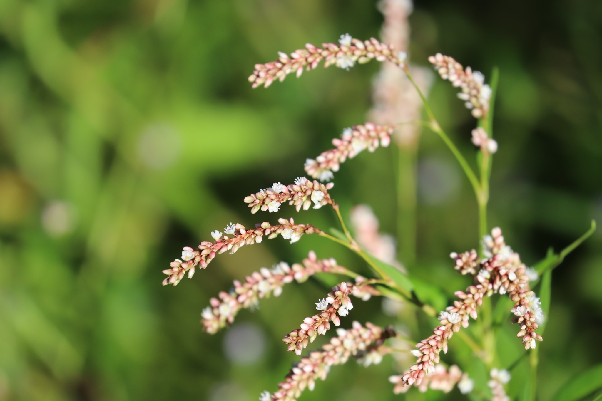 Persicaria hydropiper