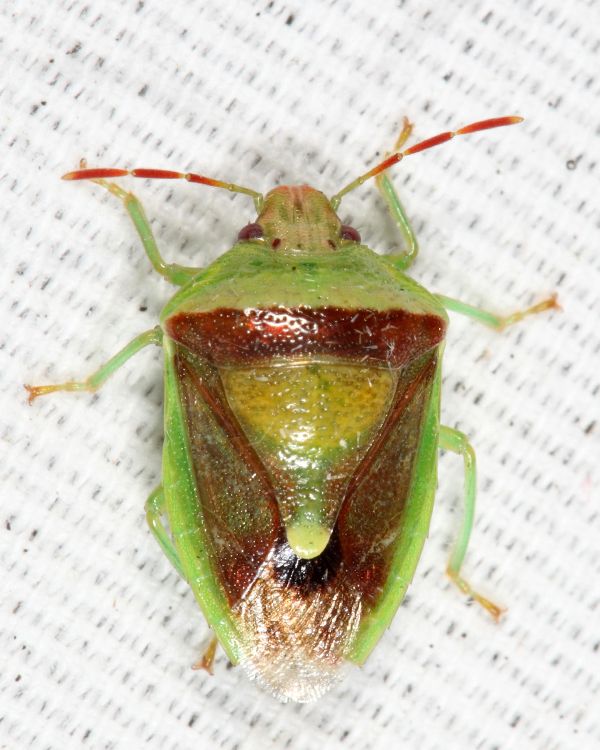 Banasa