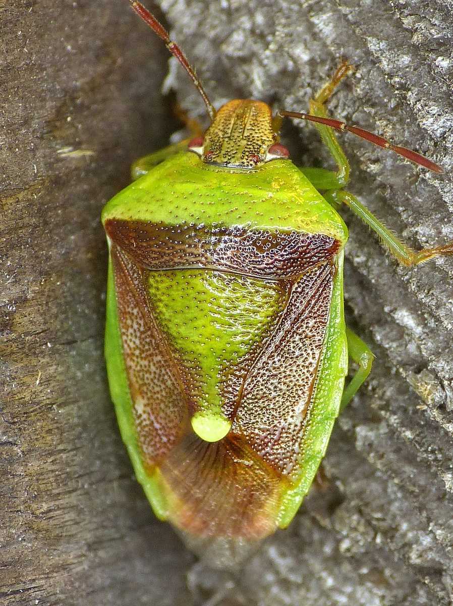 Banasa