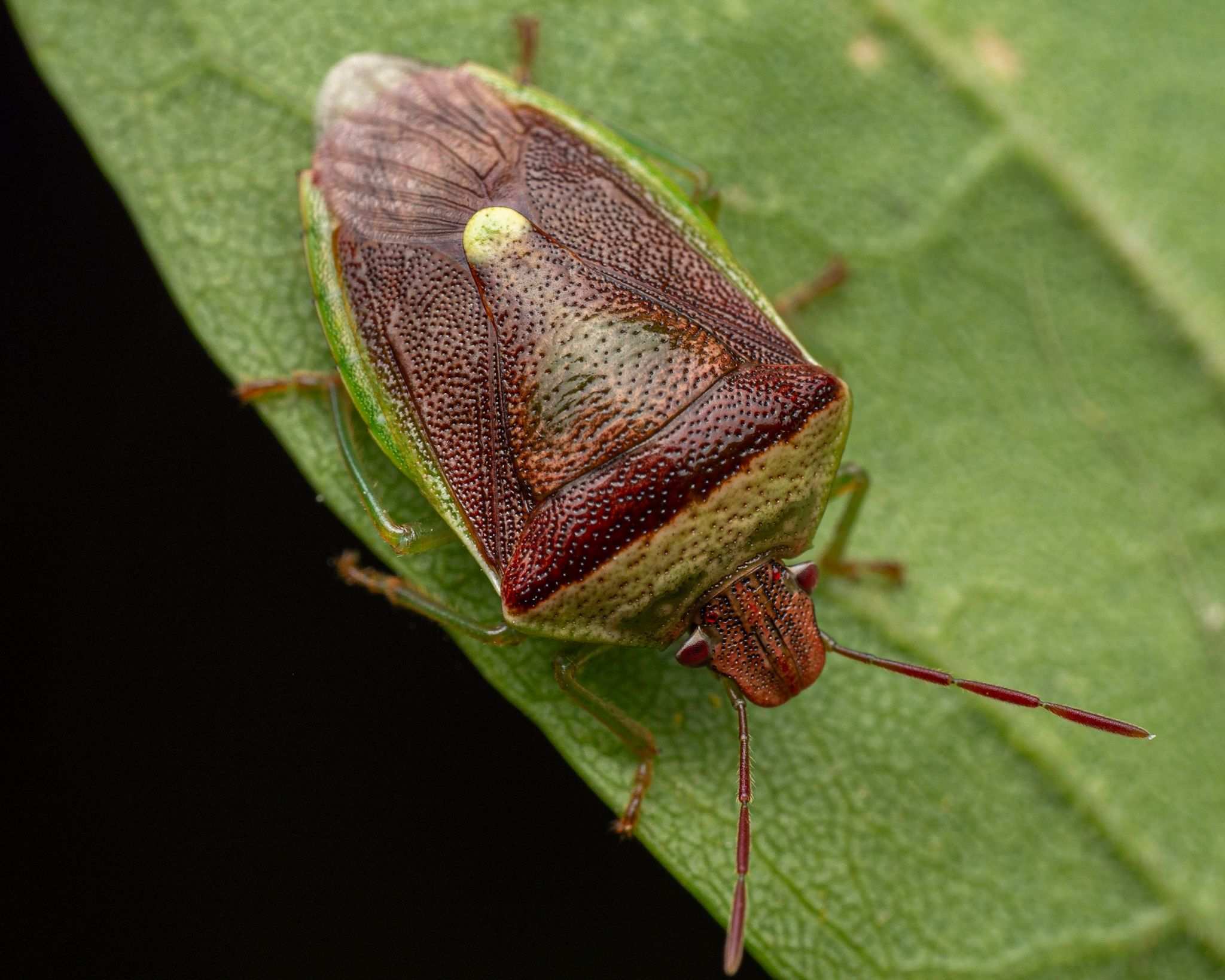 Banasa