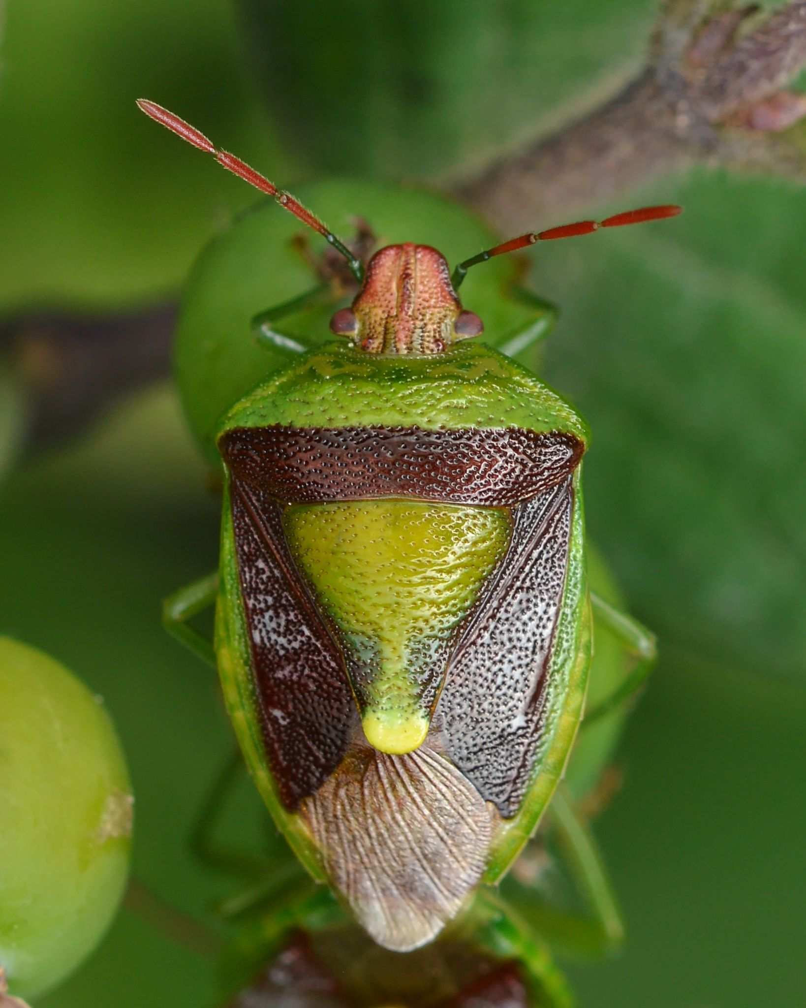 Banasa