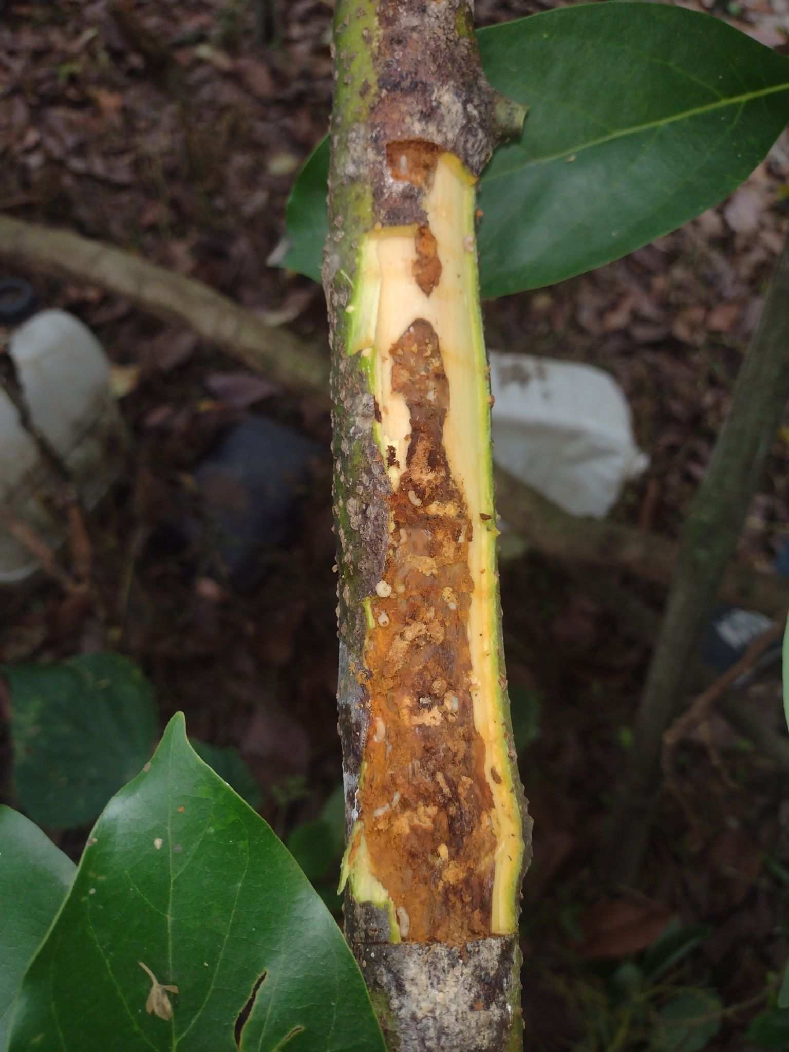 Copturus aguacatae