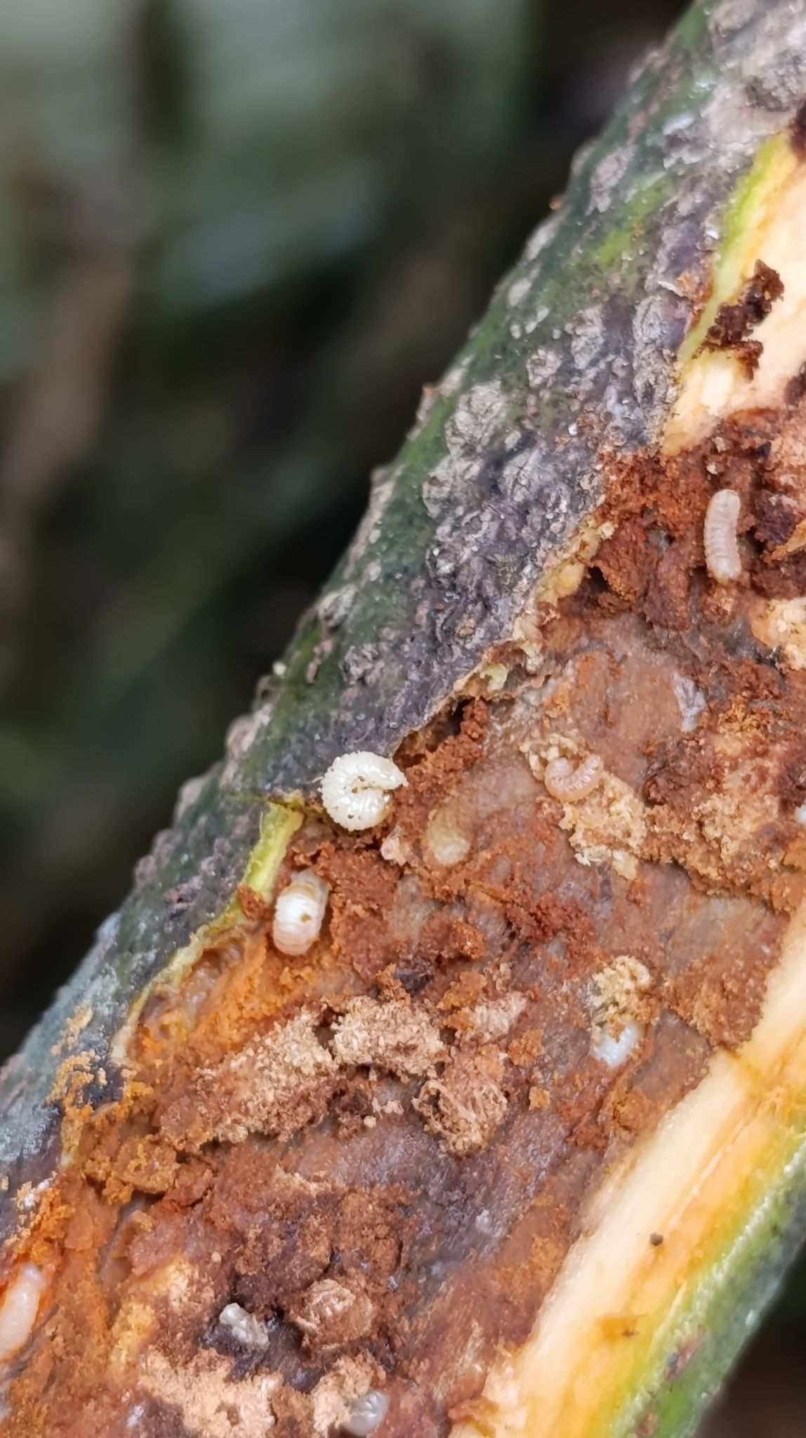 Copturus aguacatae